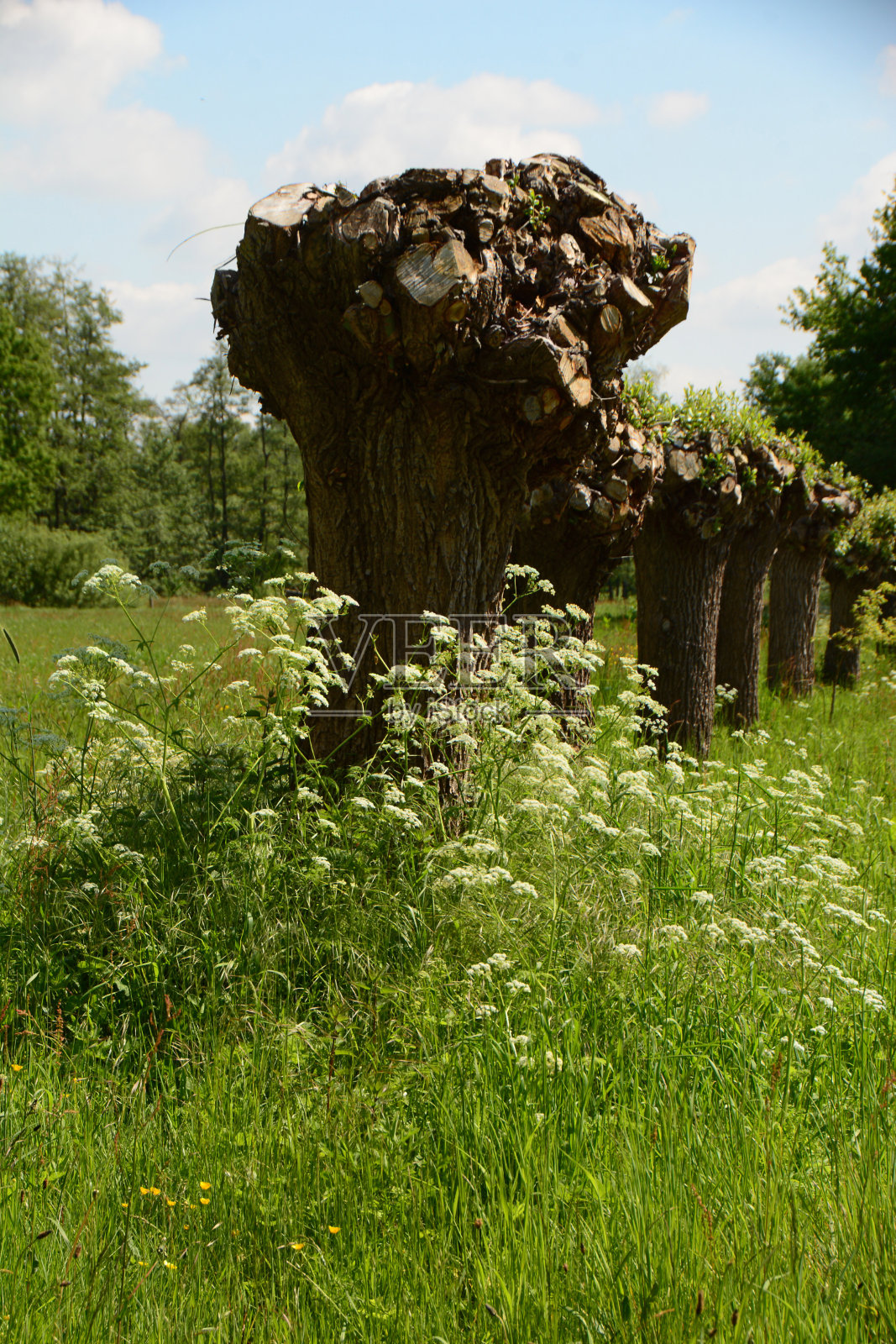 牛欧芹和打结柳树。照片摄影图片