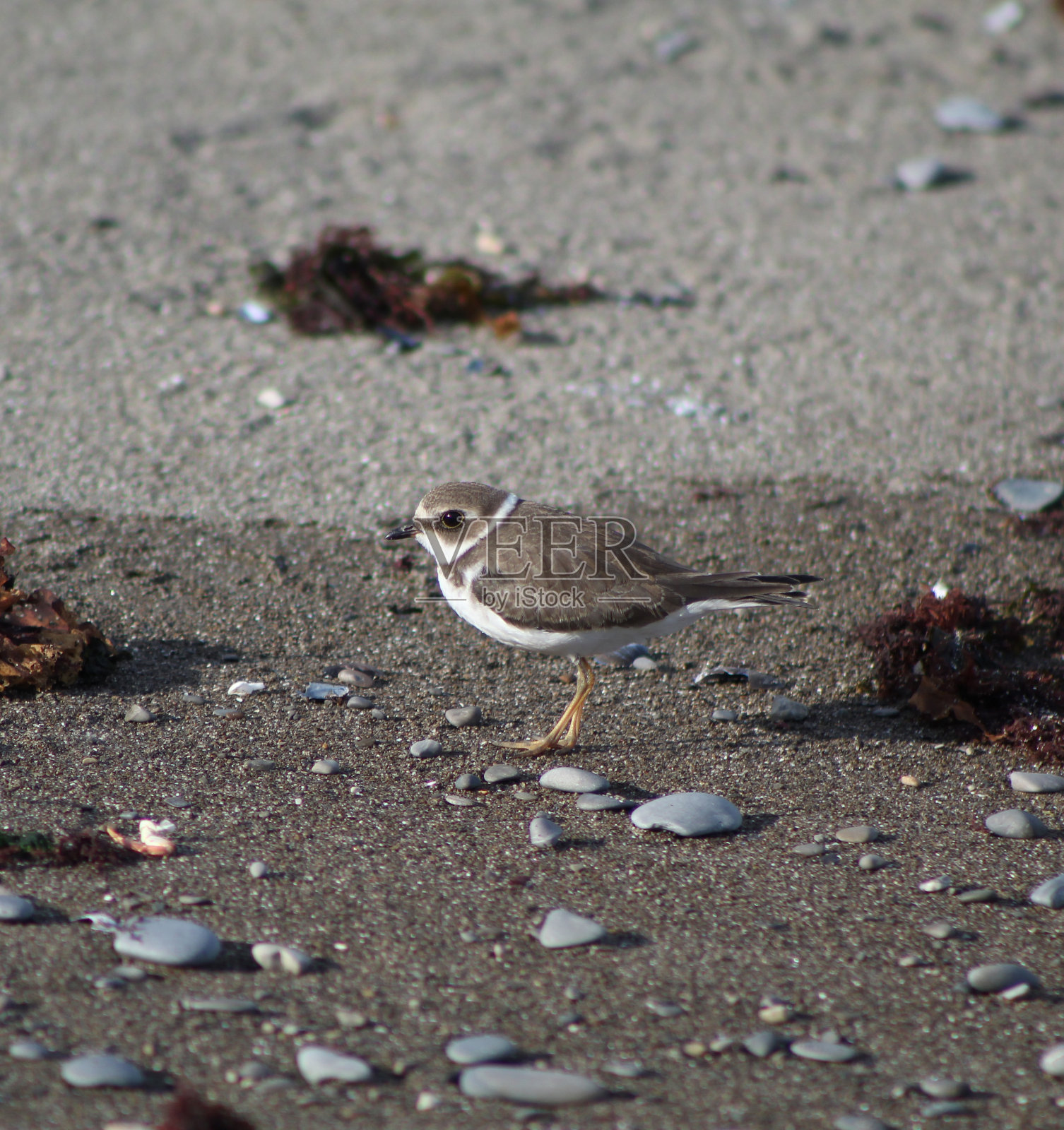 鹬,加斯珀,魁北克。照片摄影图片