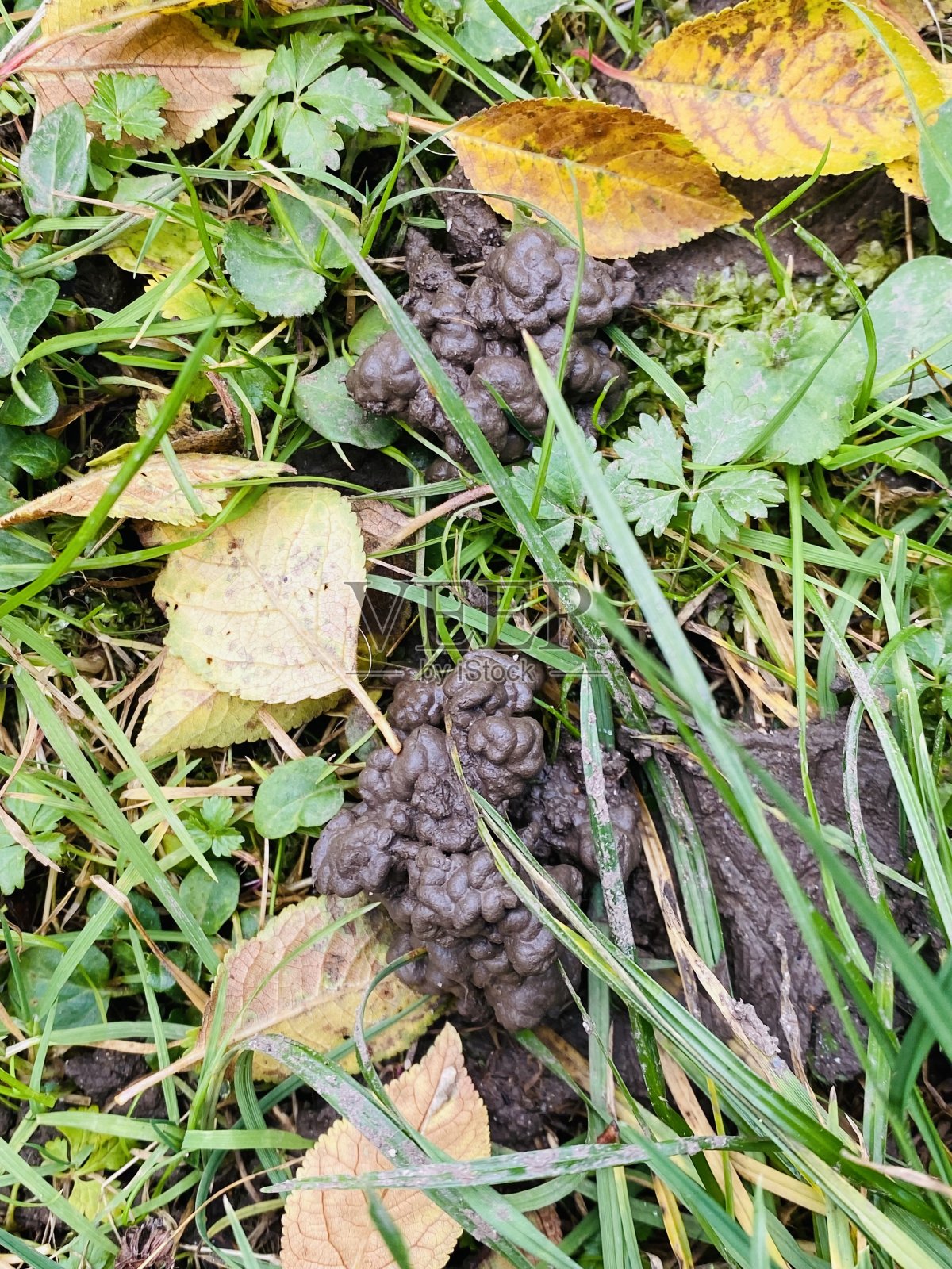 蚯蚓粪土壤。蠕虫铸件含有细菌、酶和植物物质的混合物。照片摄影图片