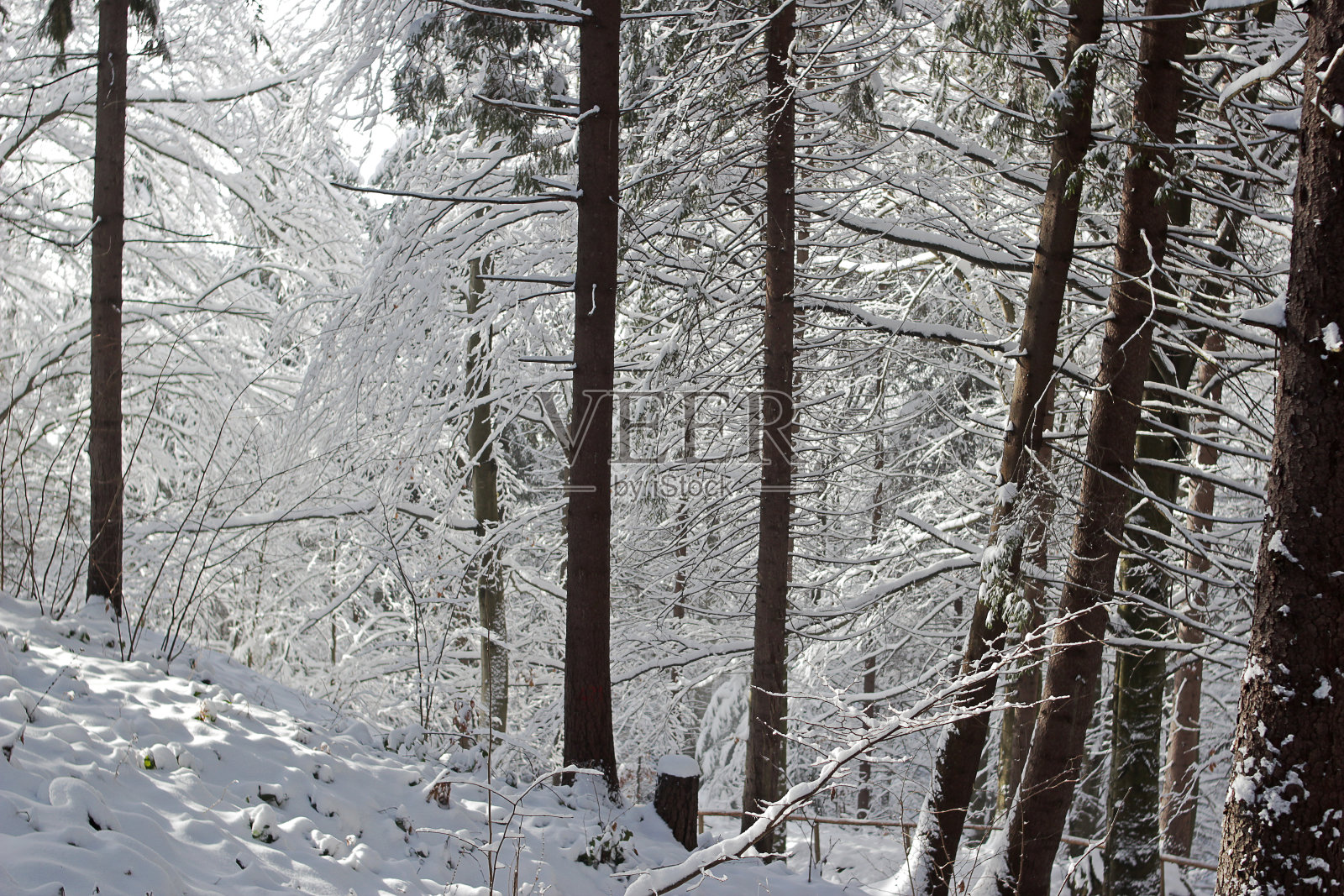 乌克兰喀尔巴阡山脉美丽的冬季景观,云杉森林覆盖着积雪照片摄影图片
