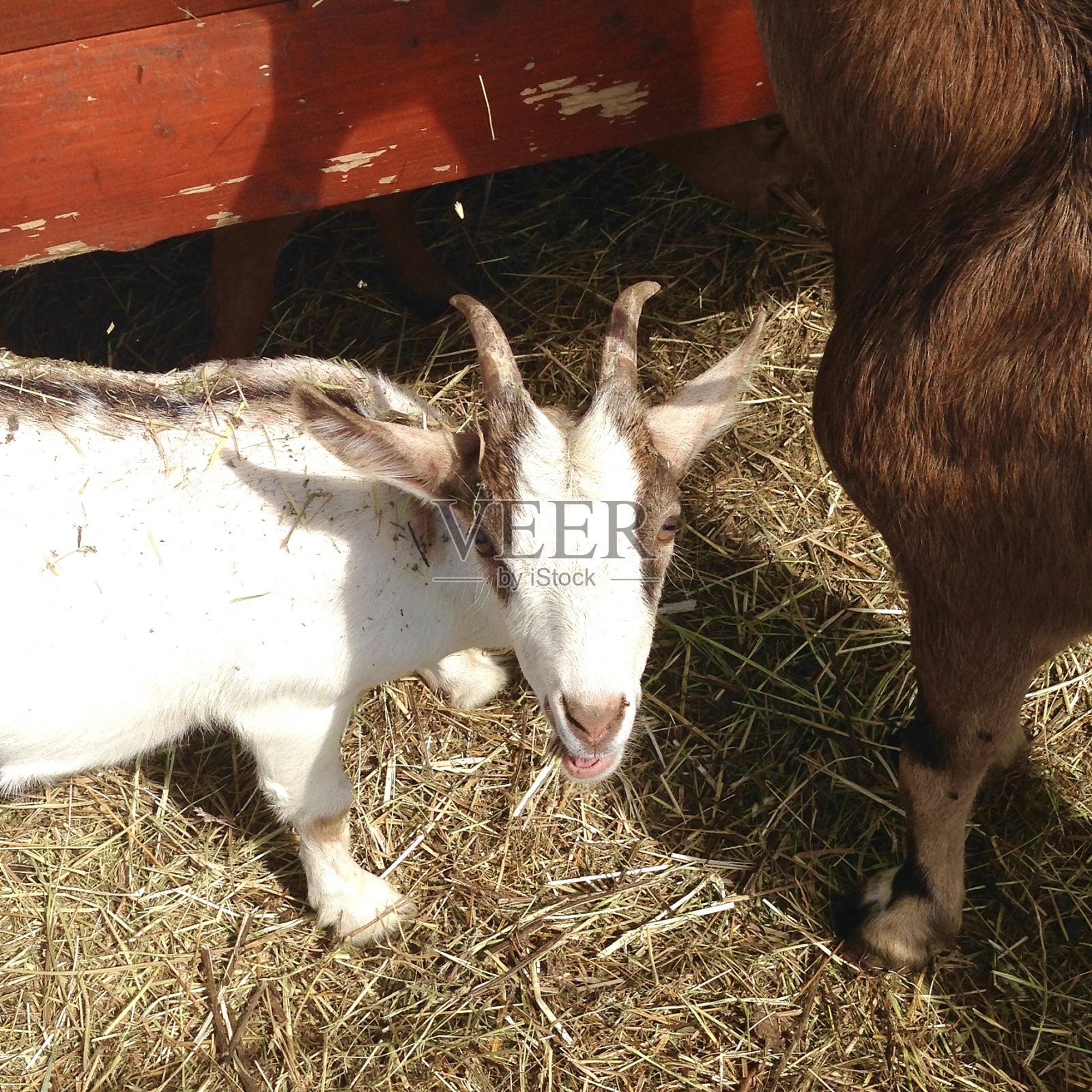 棕色山羊妈妈和白色山羊宝宝在谷仓里吃干草。小山羊看着摄像机。照片摄影图片