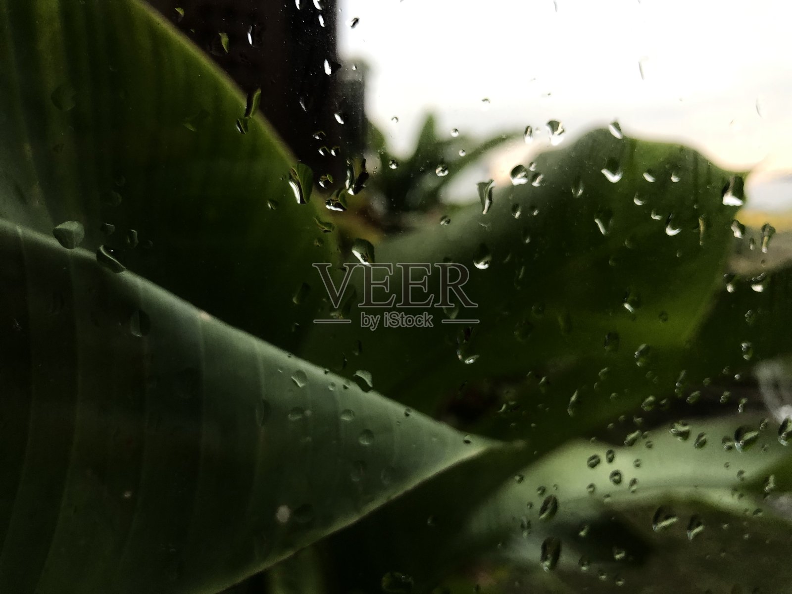 你可以看到玻璃后面的树叶上有雨滴照片摄影图片