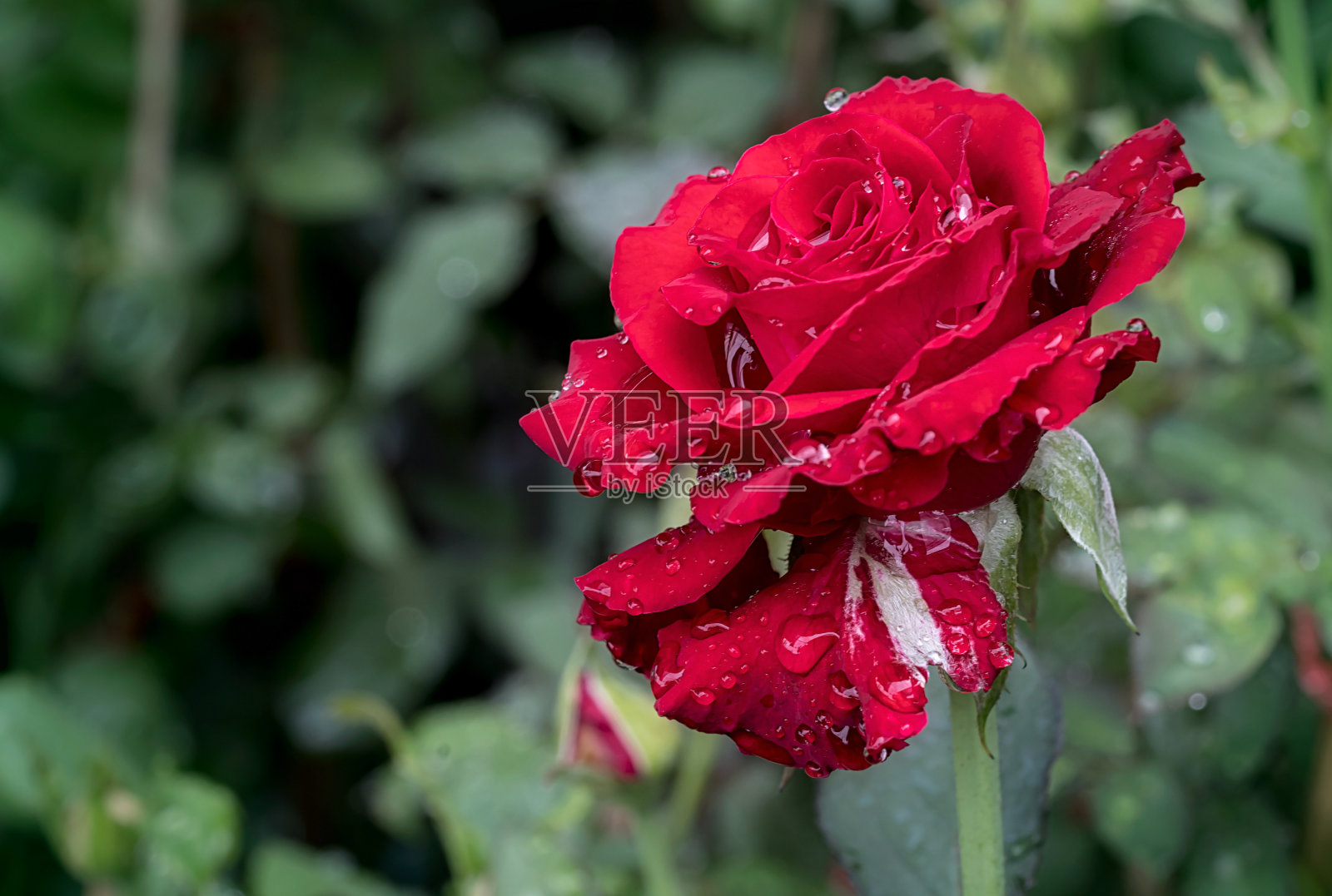 红玫瑰在花园里盛开照片摄影图片