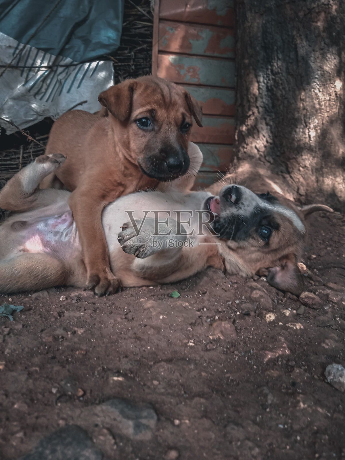 狗龇牙咧嘴照片摄影图片