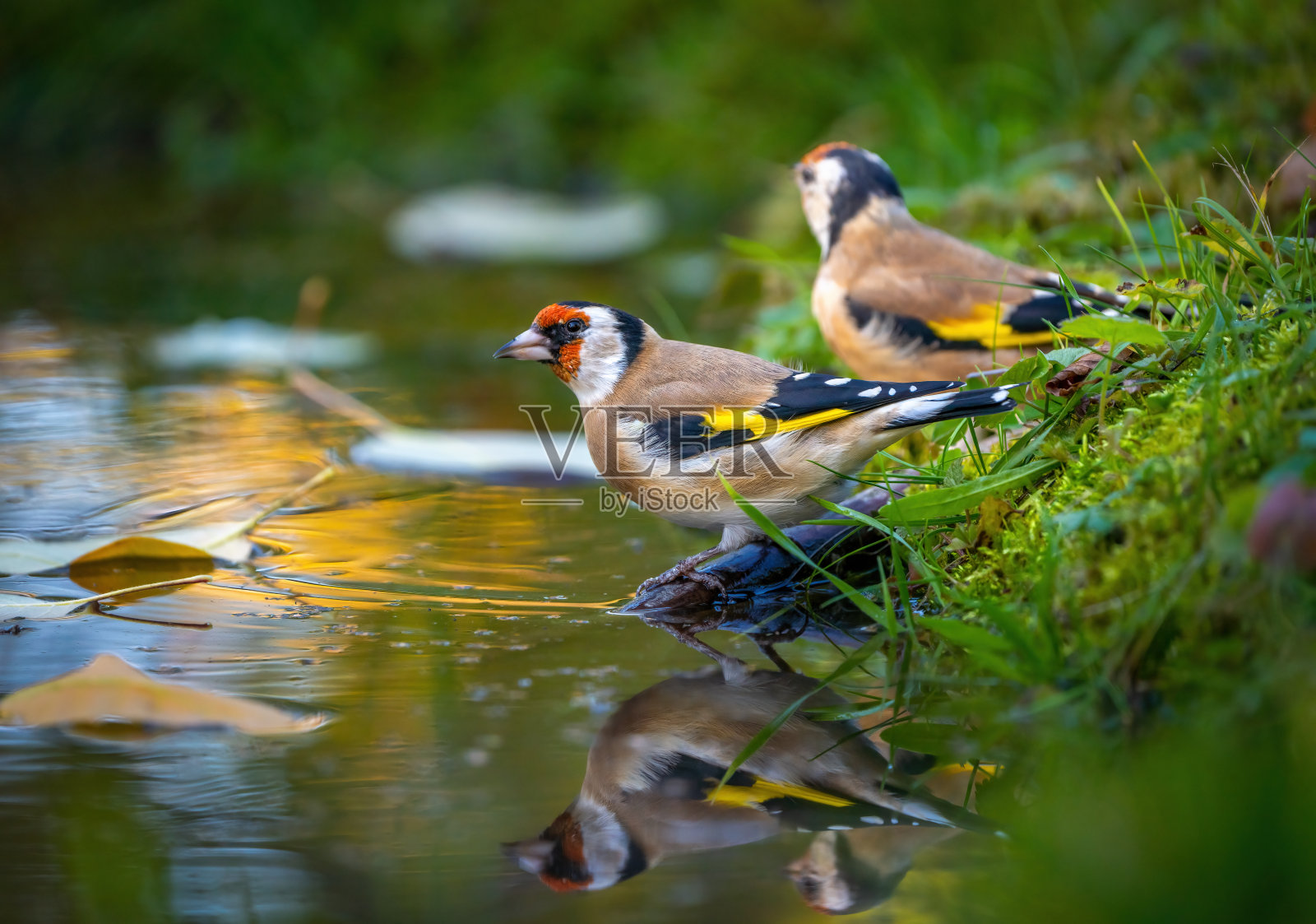一群色彩鲜艳的金翅雀正坐在美丽的池塘边饮水照片摄影图片