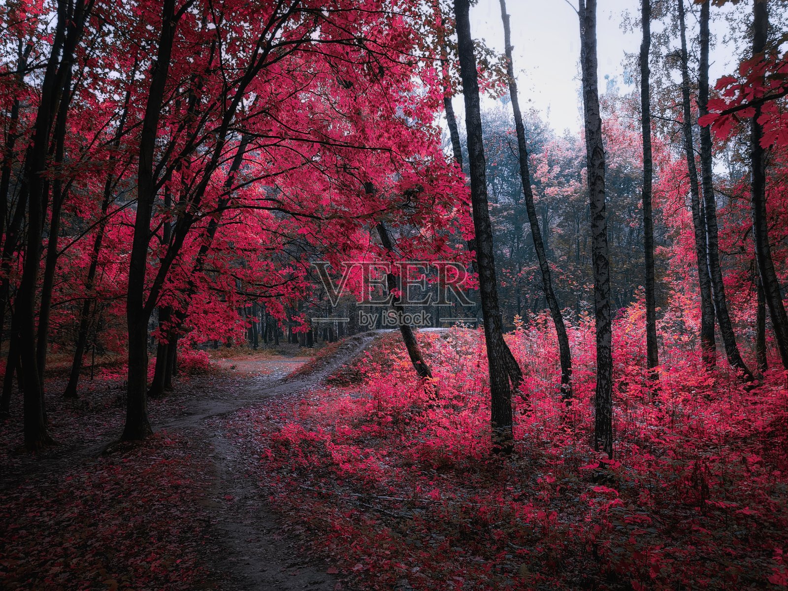 神秘的粉红色秋天森林照片摄影图片