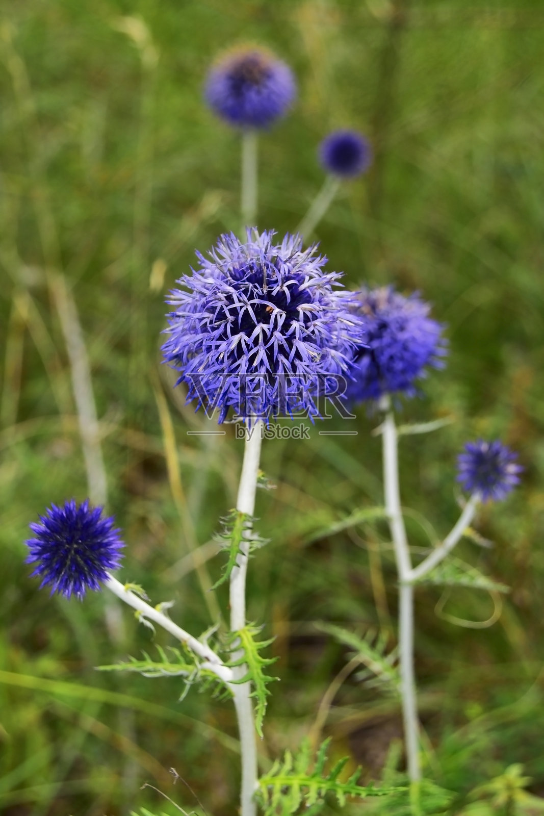 莫尔多夫尼克照片摄影图片