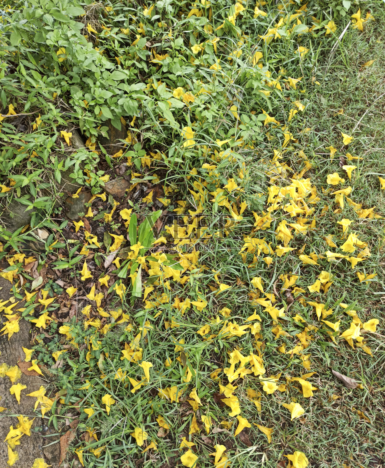 草地上开着黄色的花照片摄影图片