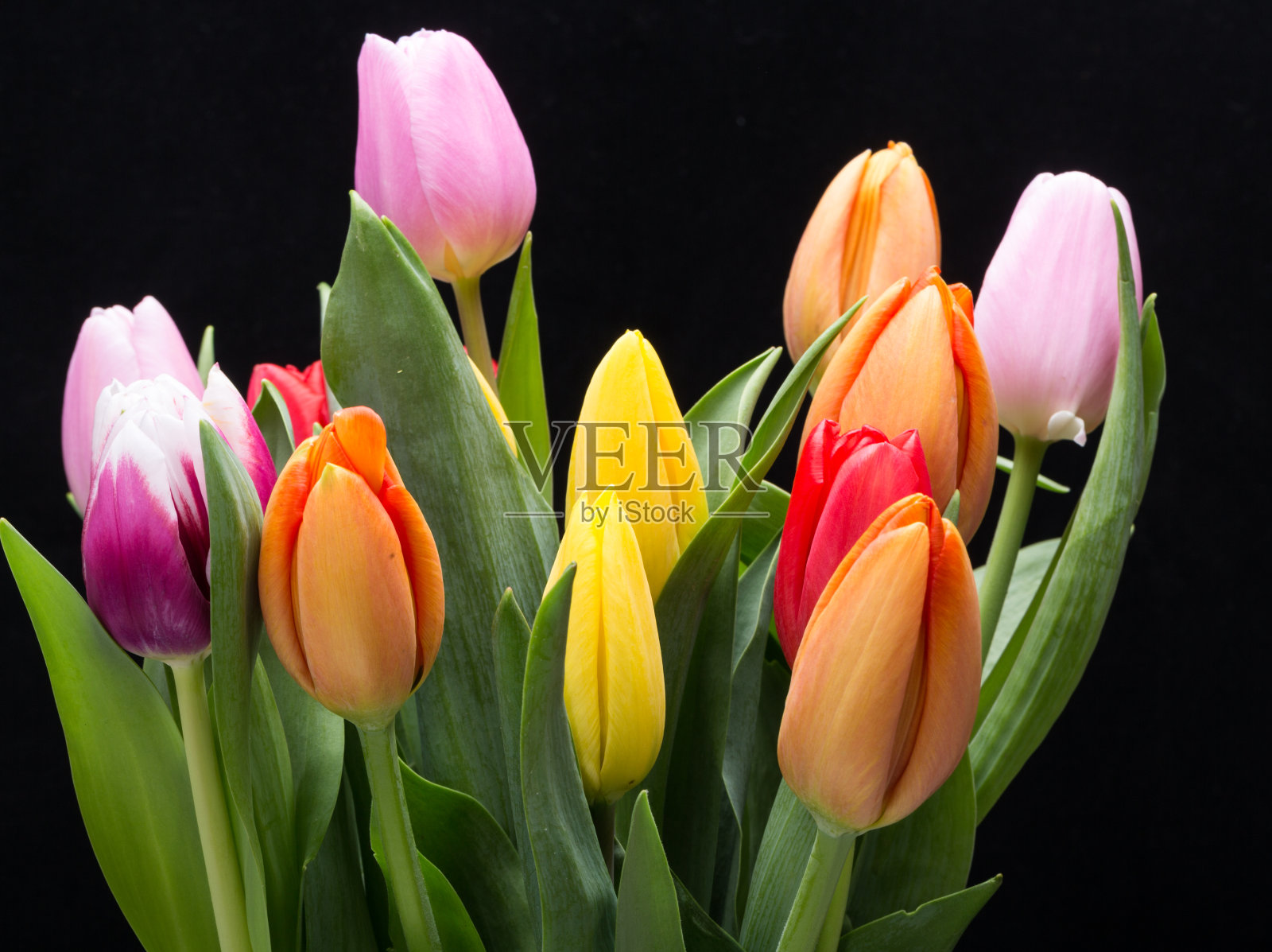 五彩缤纷的郁金香花束照片摄影图片