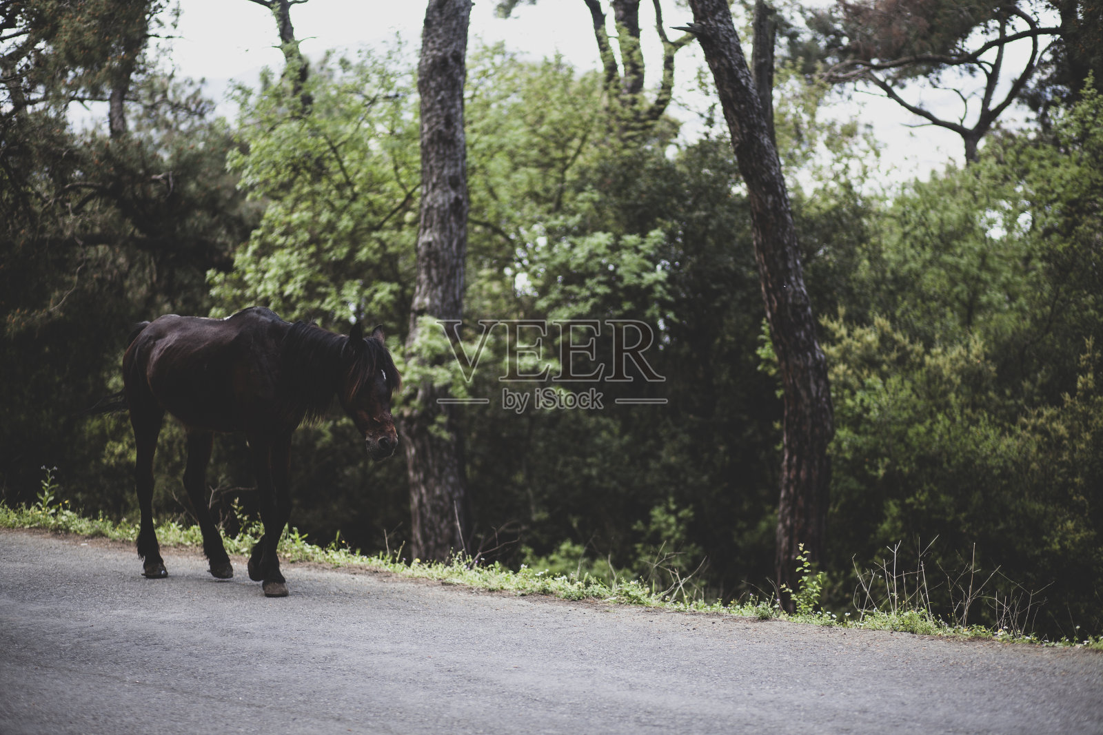 马照片摄影图片