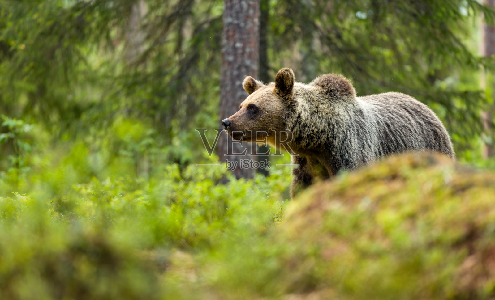 是免费的照片摄影图片