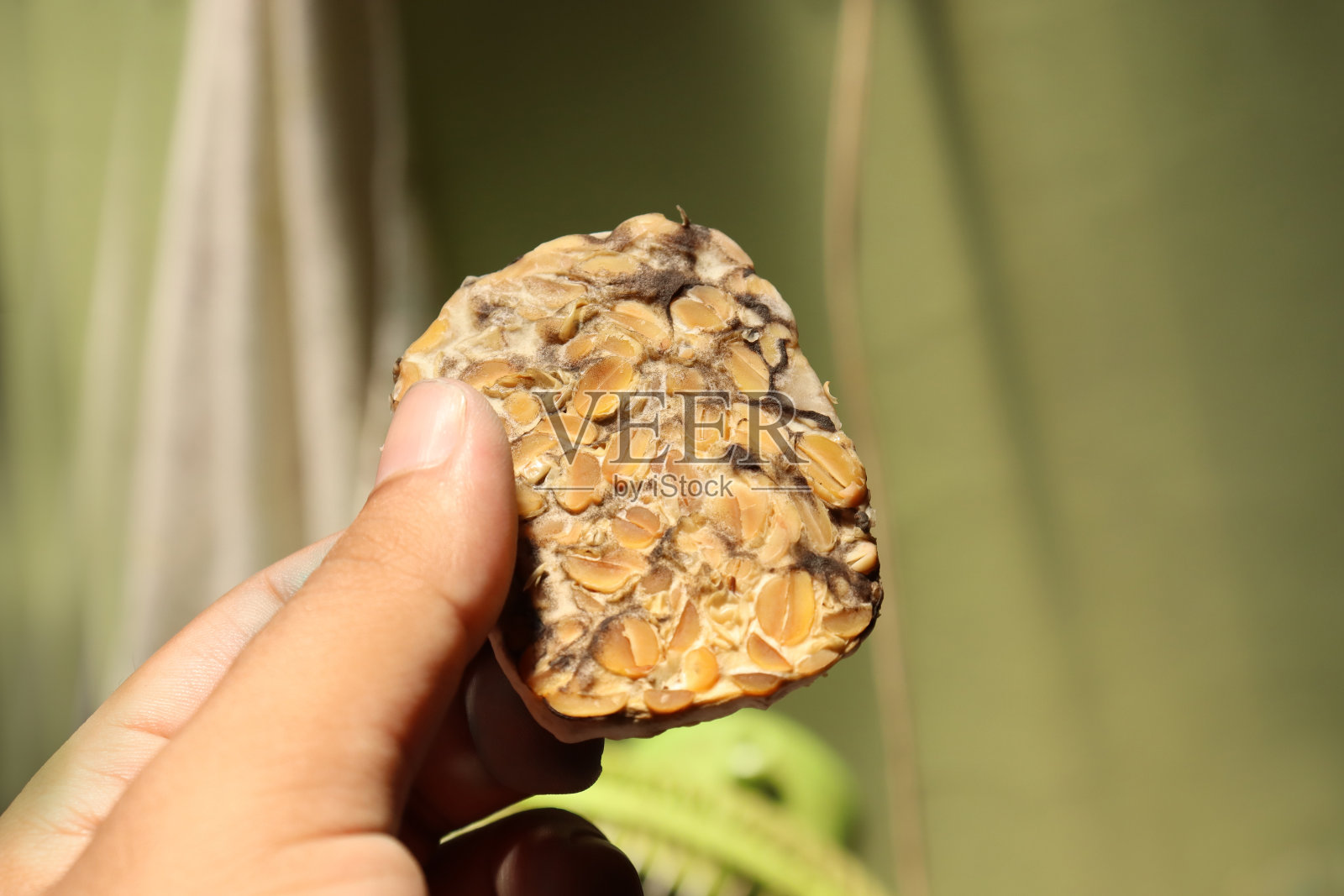 腐烂的坦佩照片摄影图片