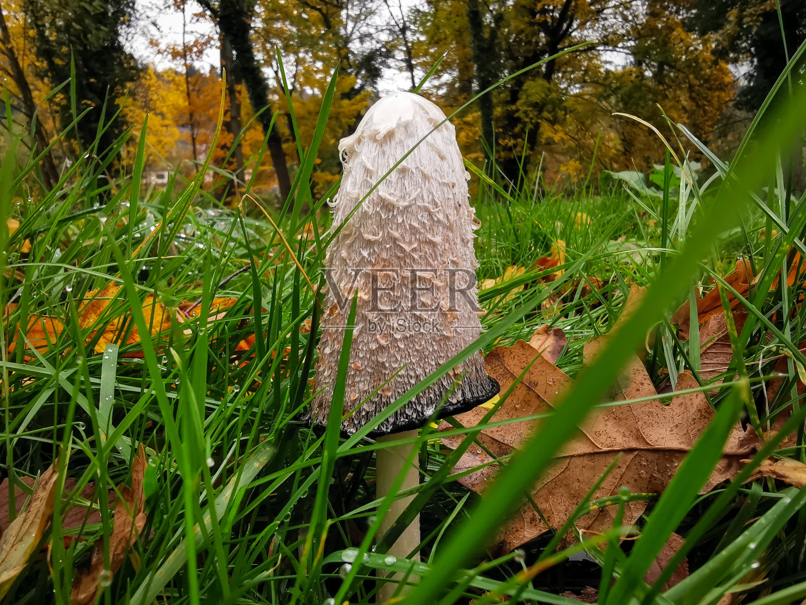 秋季蘑菇照片摄影图片