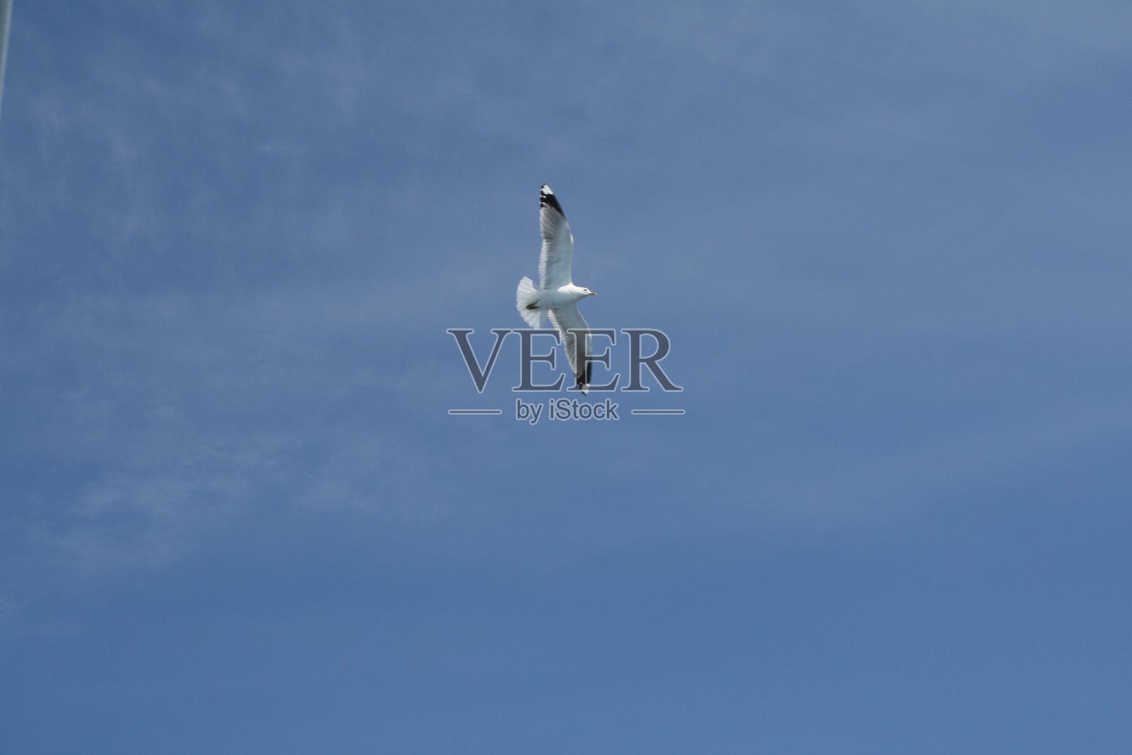 天空中飞翔的海鸥照片摄影图片