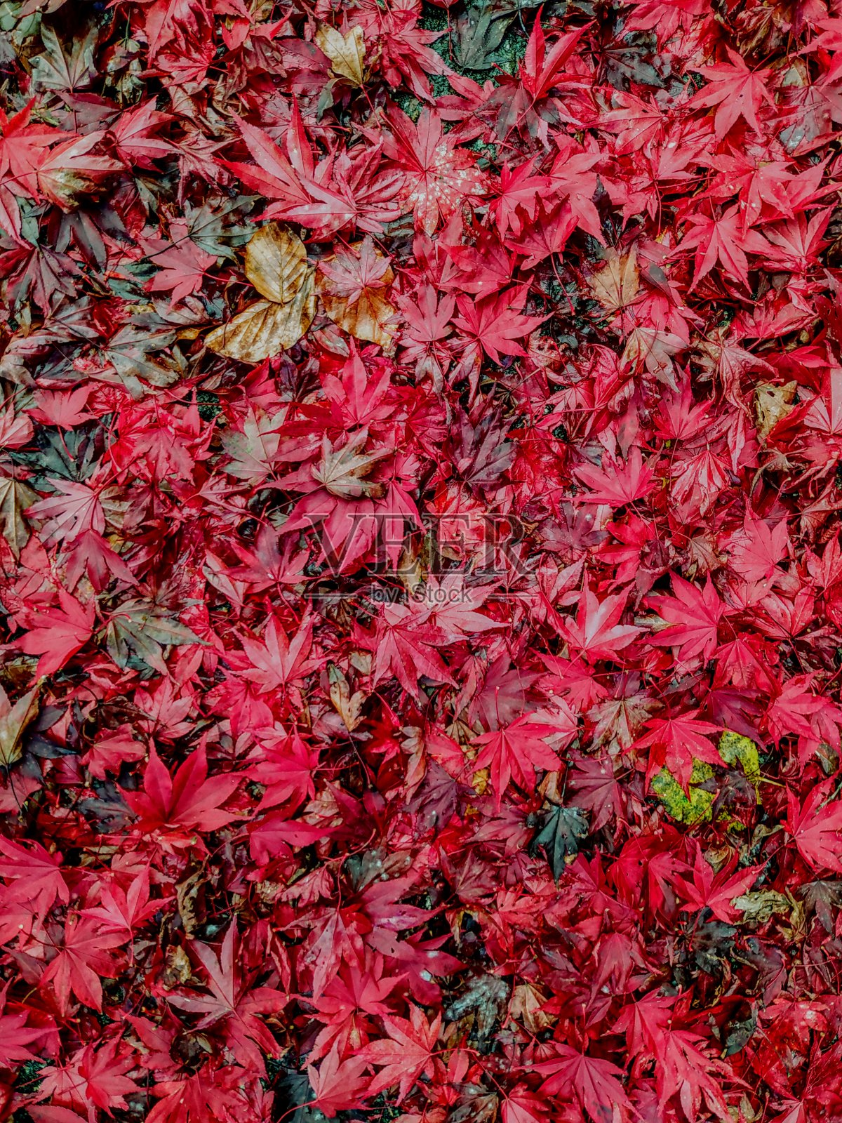 红色的枫叶照片摄影图片