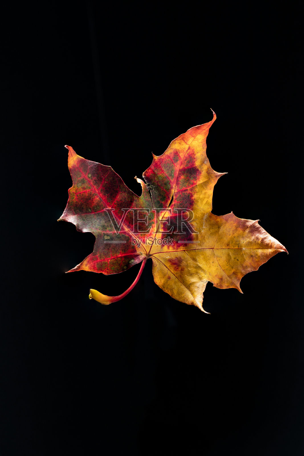 秋叶红、黄、绿、橙照片摄影图片