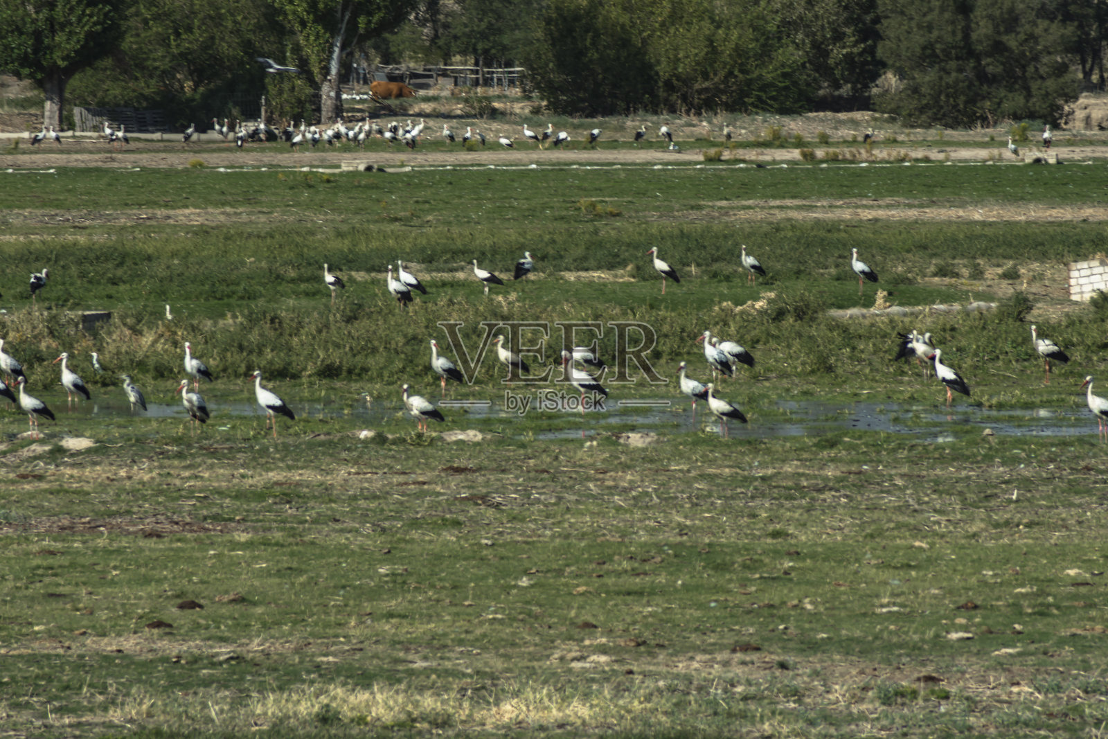 大自然中的小狗照片摄影图片