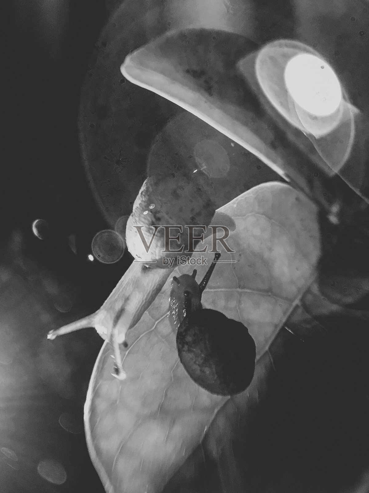 蜗牛的生活在树叶中bw照片摄影图片