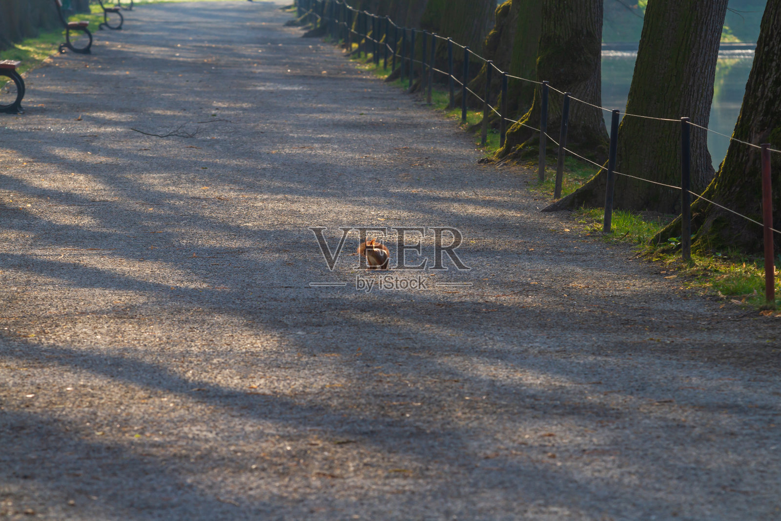 小红松鼠在公园的小路上照片摄影图片