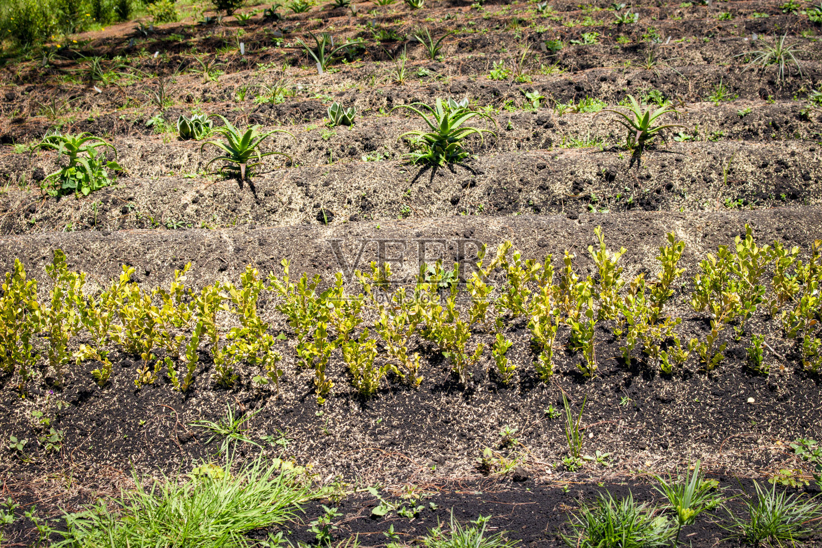 有机菜园,未来农业安全食品照片摄影图片