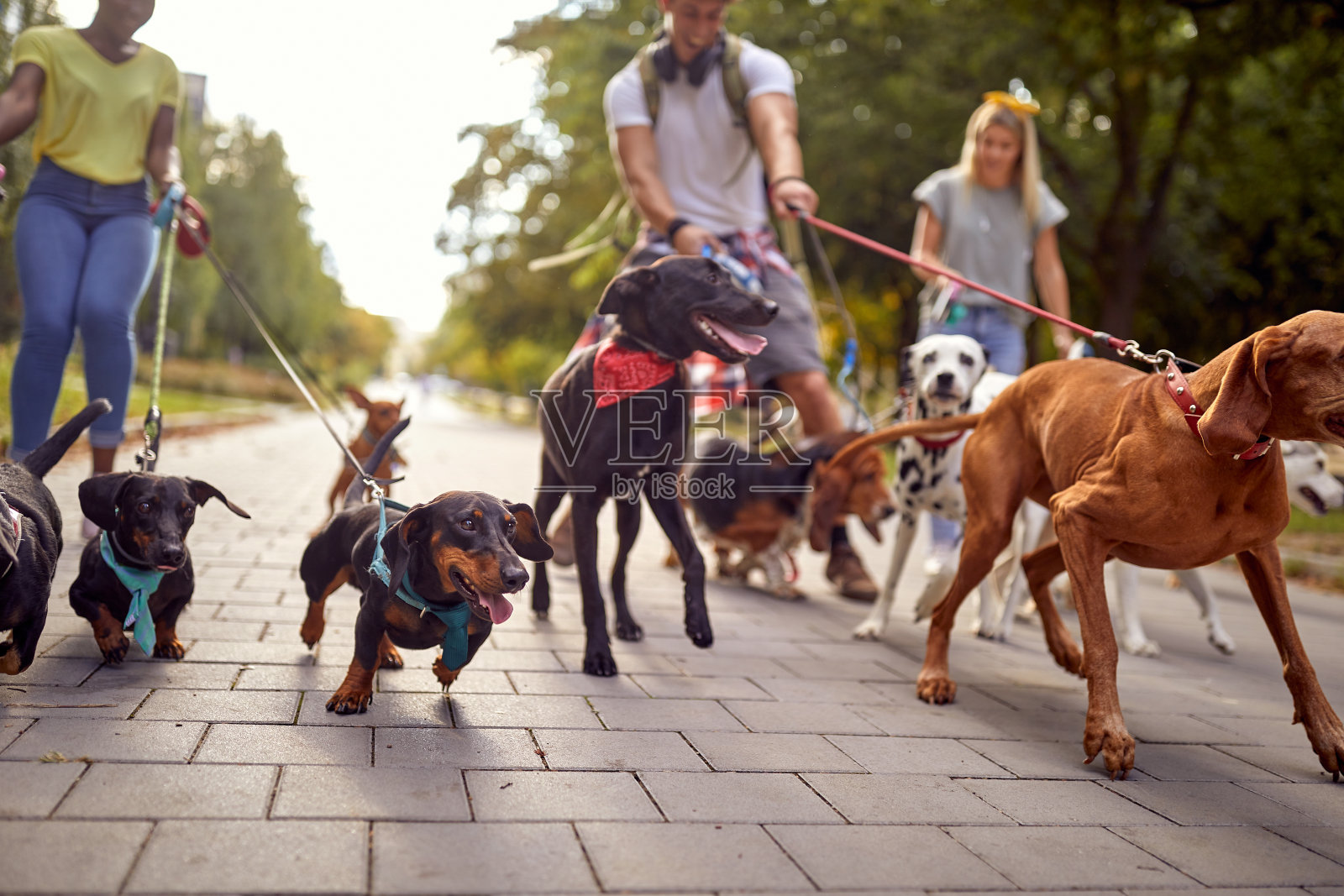 一群欢快的狗狗牵着皮带和遛狗人一起在公园散步。宠物,步行者,服务照片摄影图片