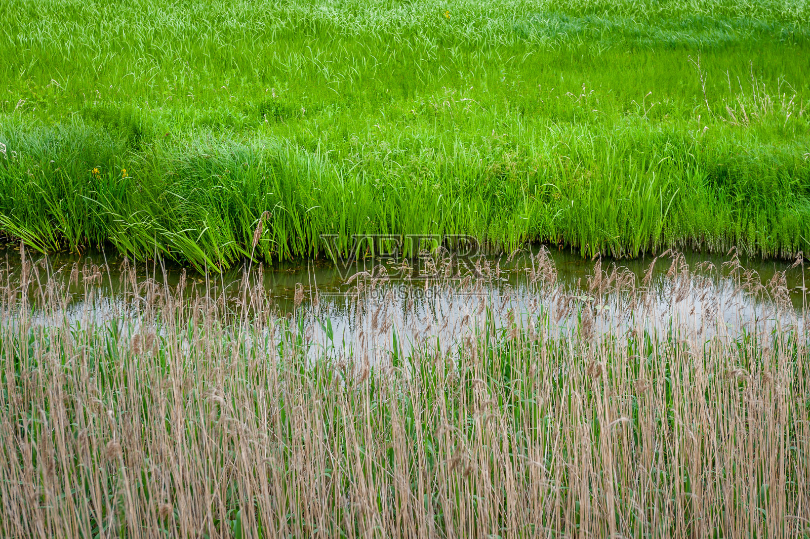 在杂草丛生的湖周围形成的湿草地景观。照片摄影图片
