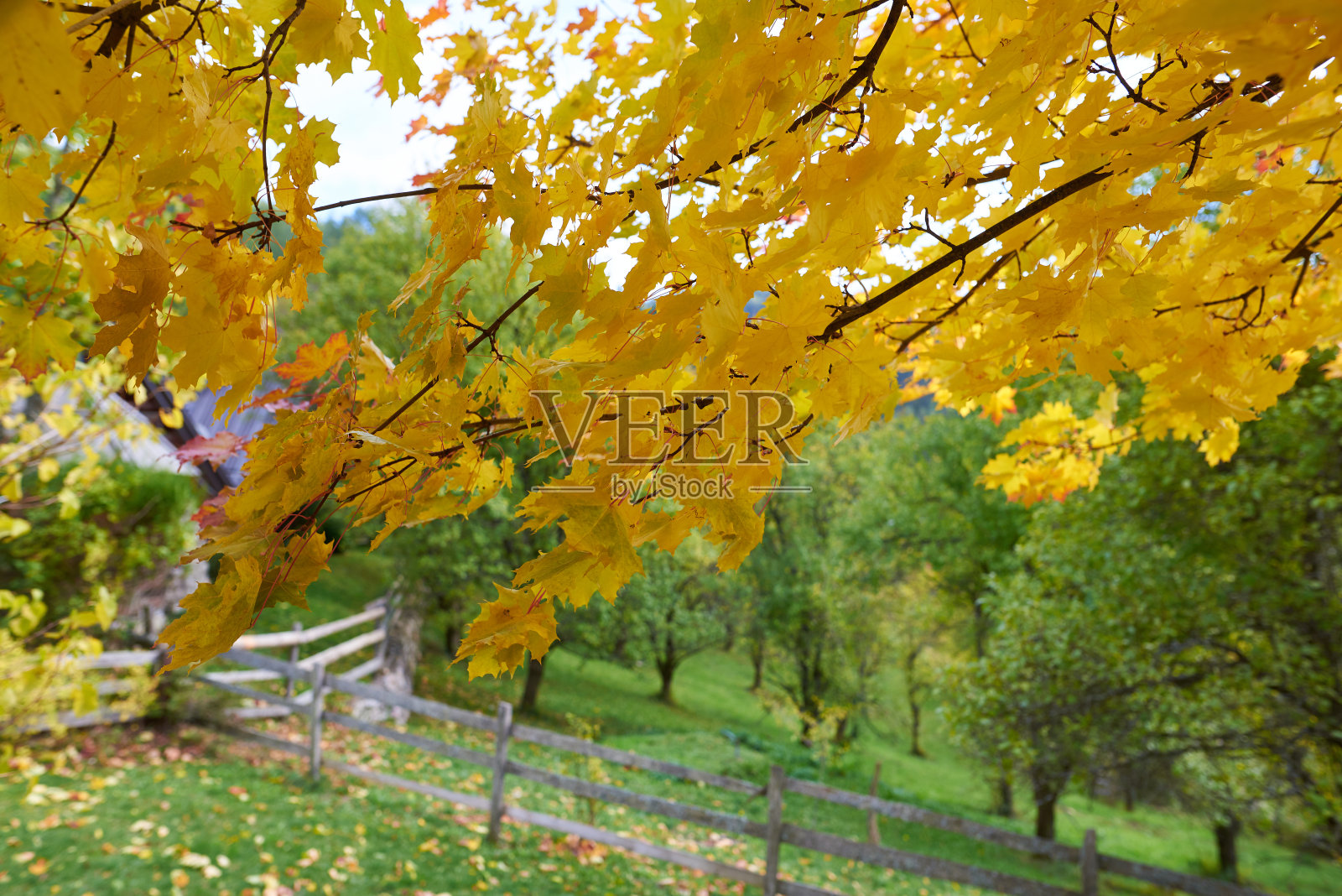 秋天的落叶照片摄影图片