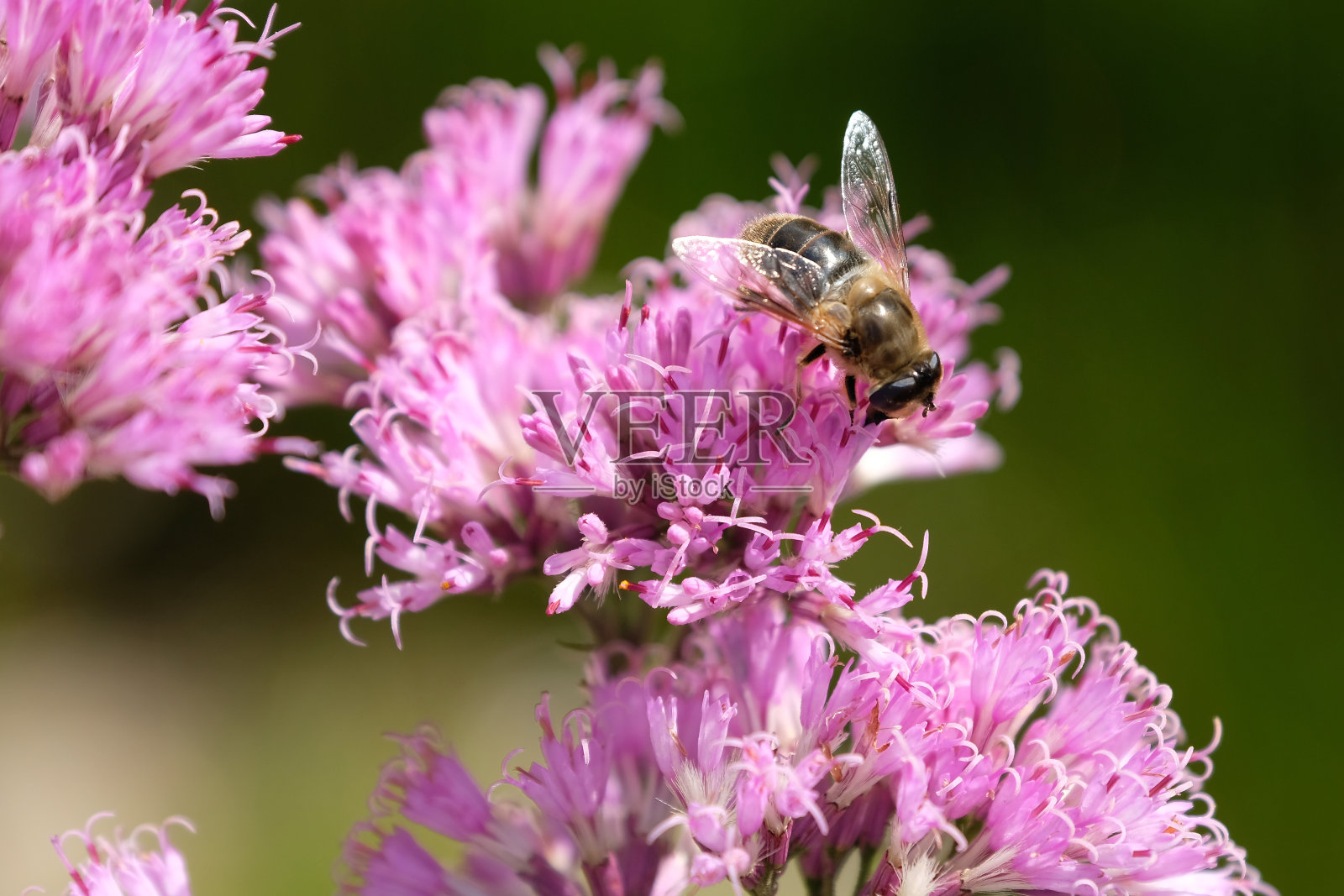 蜜蜂照片摄影图片