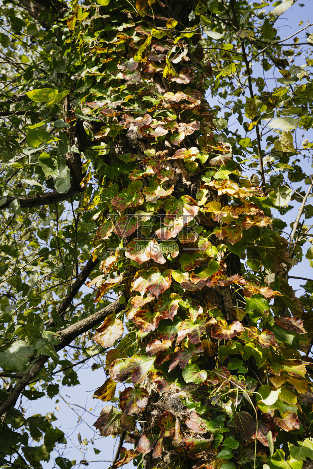 在成都秋天的森林里,黄昏时分,太阳下树上的红叶被拍摄下来照片摄影图片
