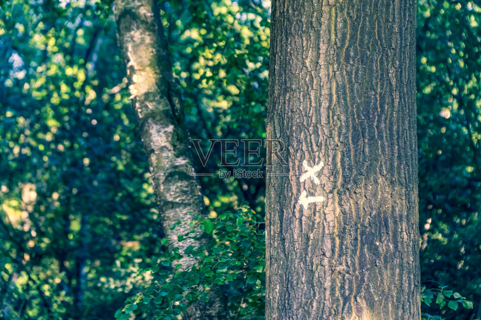 森林里有记号的树。照片摄影图片