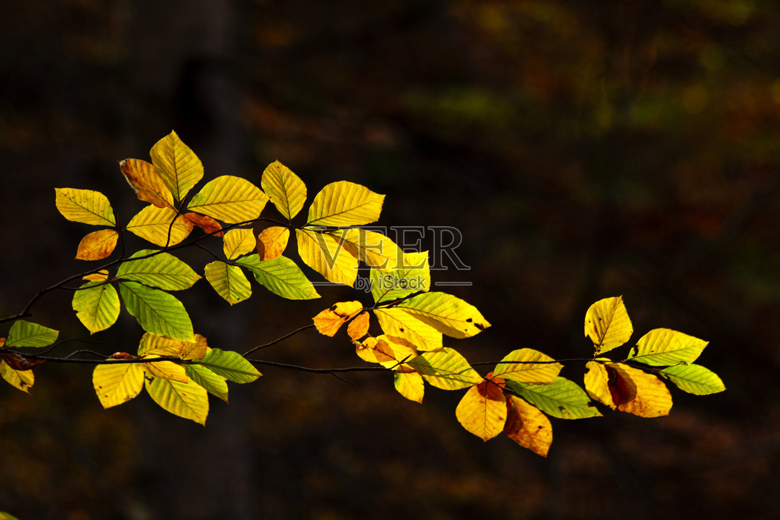 秋天,树叶,反映,照片摄影图片
