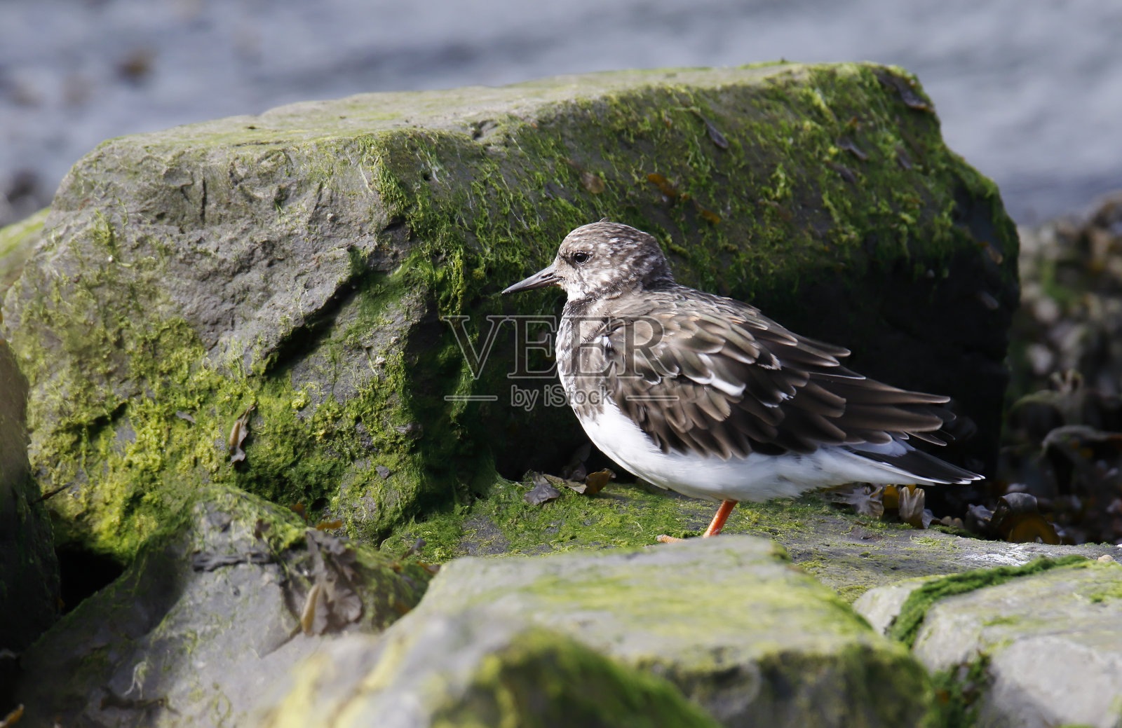 冬季羽毛的翻石鹬照片摄影图片