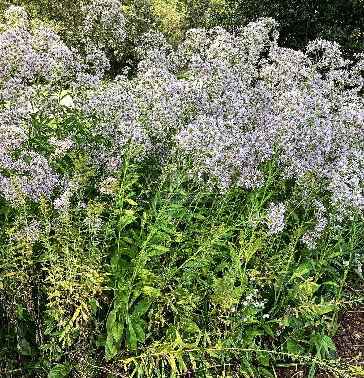 英国小屋花园,紫色紫菀和福禄科多年生植物在夏末盛开照片摄影图片