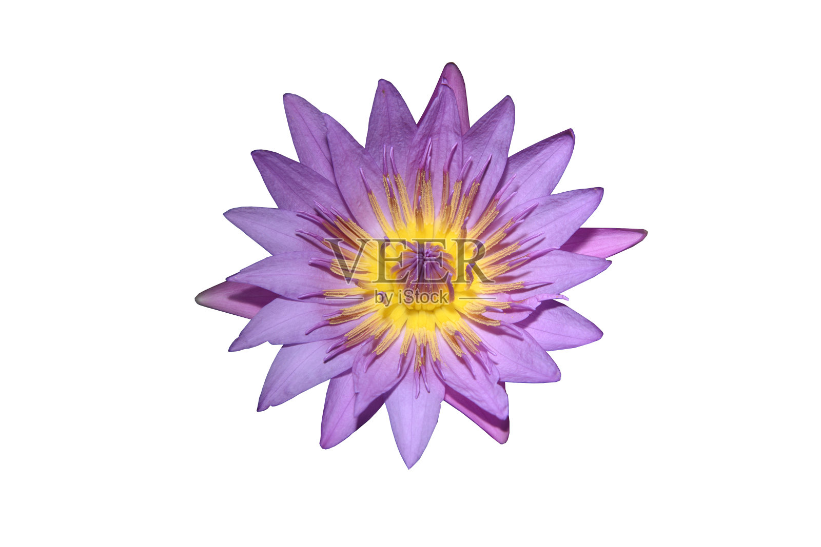 美丽的紫色睡莲孤立在白色上照片摄影图片