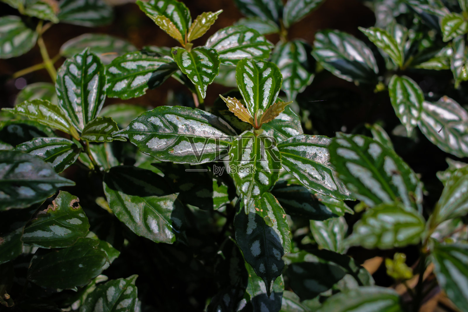 近景野生铝植物(西瓜堆)生长在花园的一条小河附近。照片摄影图片