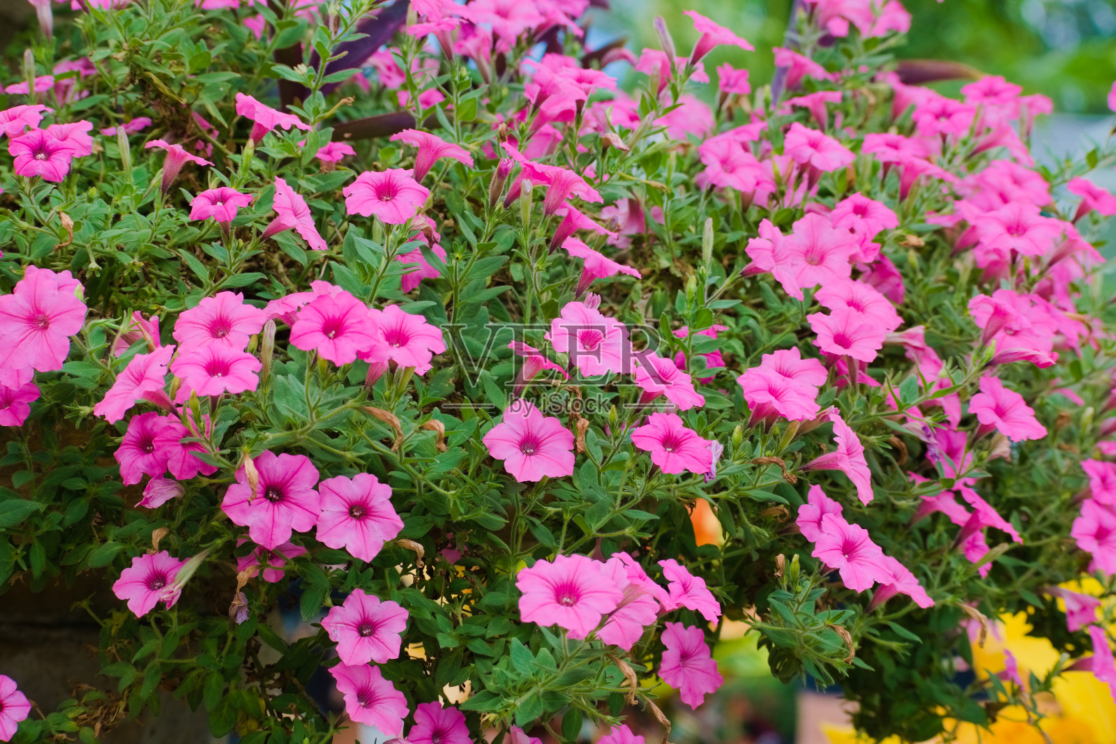 大束粉红色的热带花朵盛开照片摄影图片