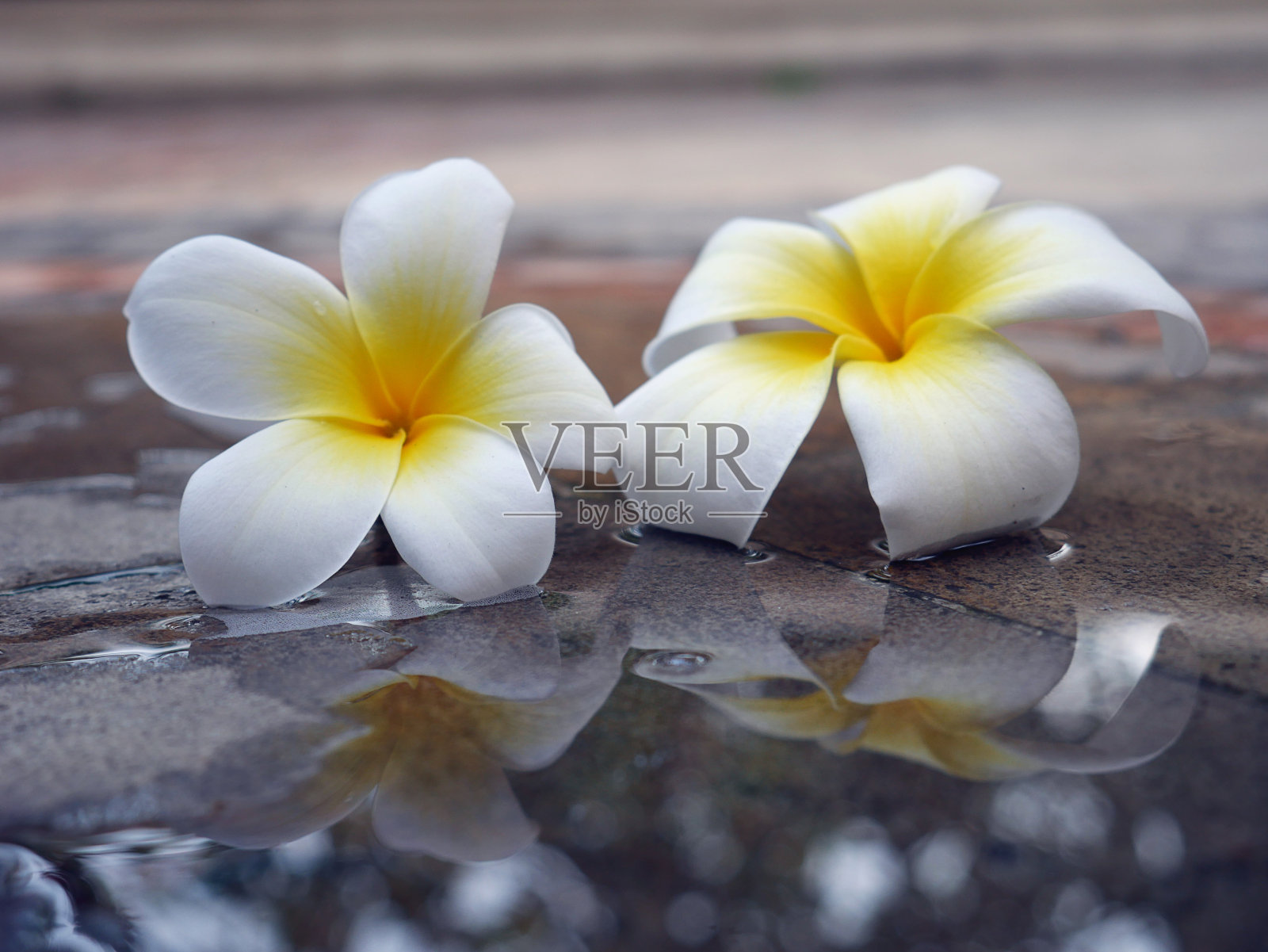 鸡蛋花温泉漂浮在水上照片摄影图片