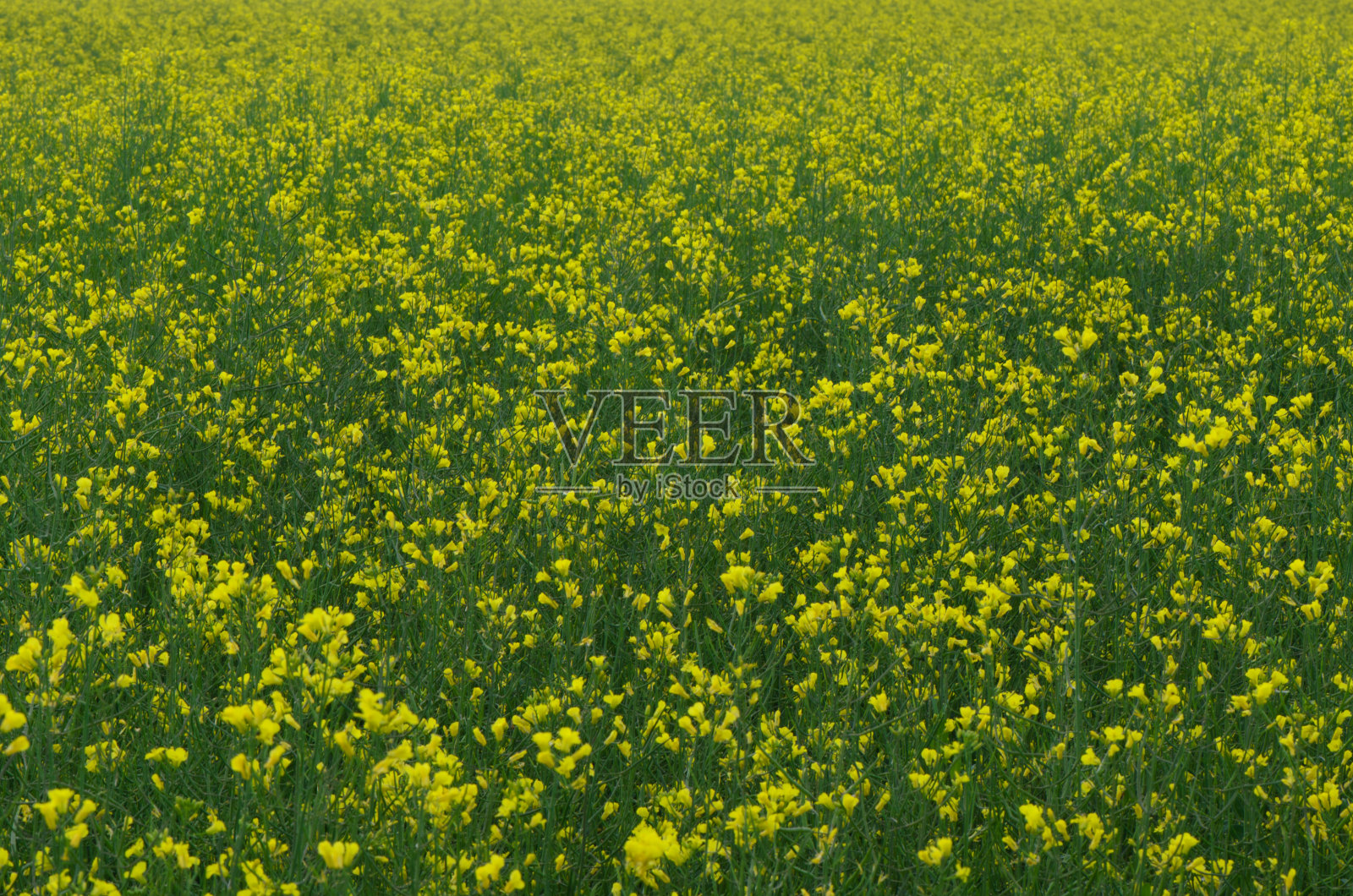 黄色和绿色油菜籽植物照片摄影图片