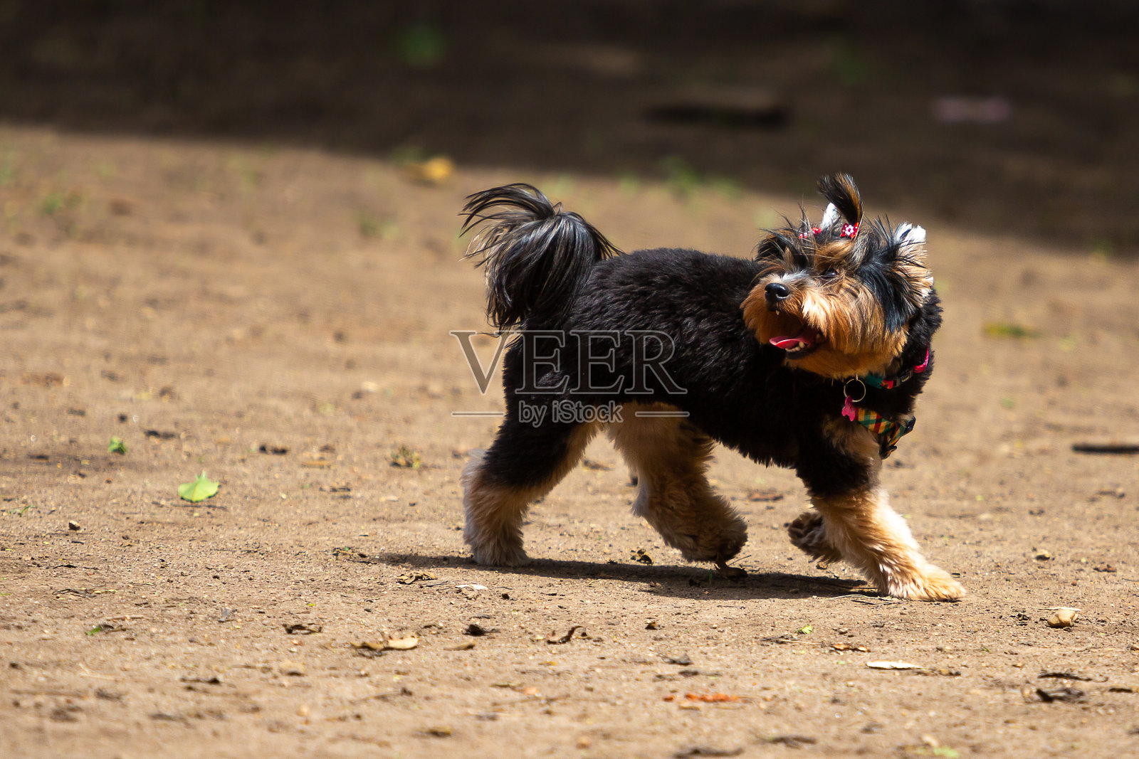 一个刚刮完胡子的约克郡女人在公园里散步照片摄影图片