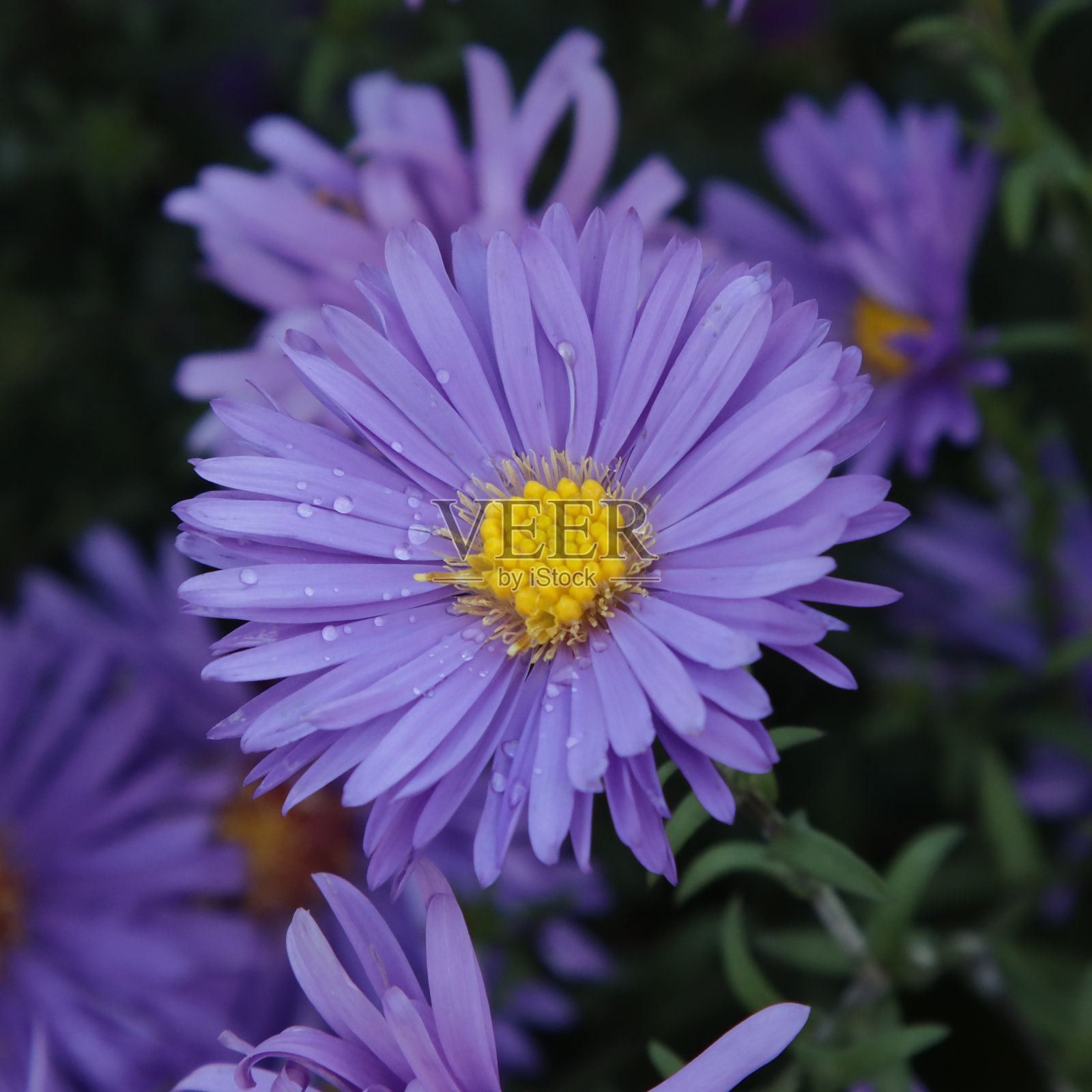 紫菀在十月盛开。照片摄影图片