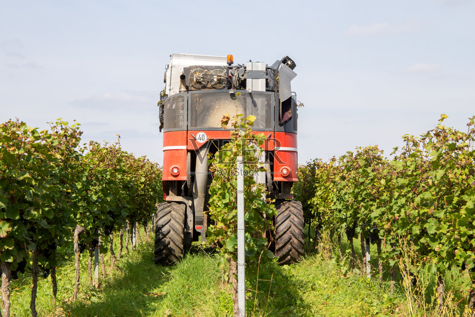 用收割机收割葡萄或葡萄照片摄影图片