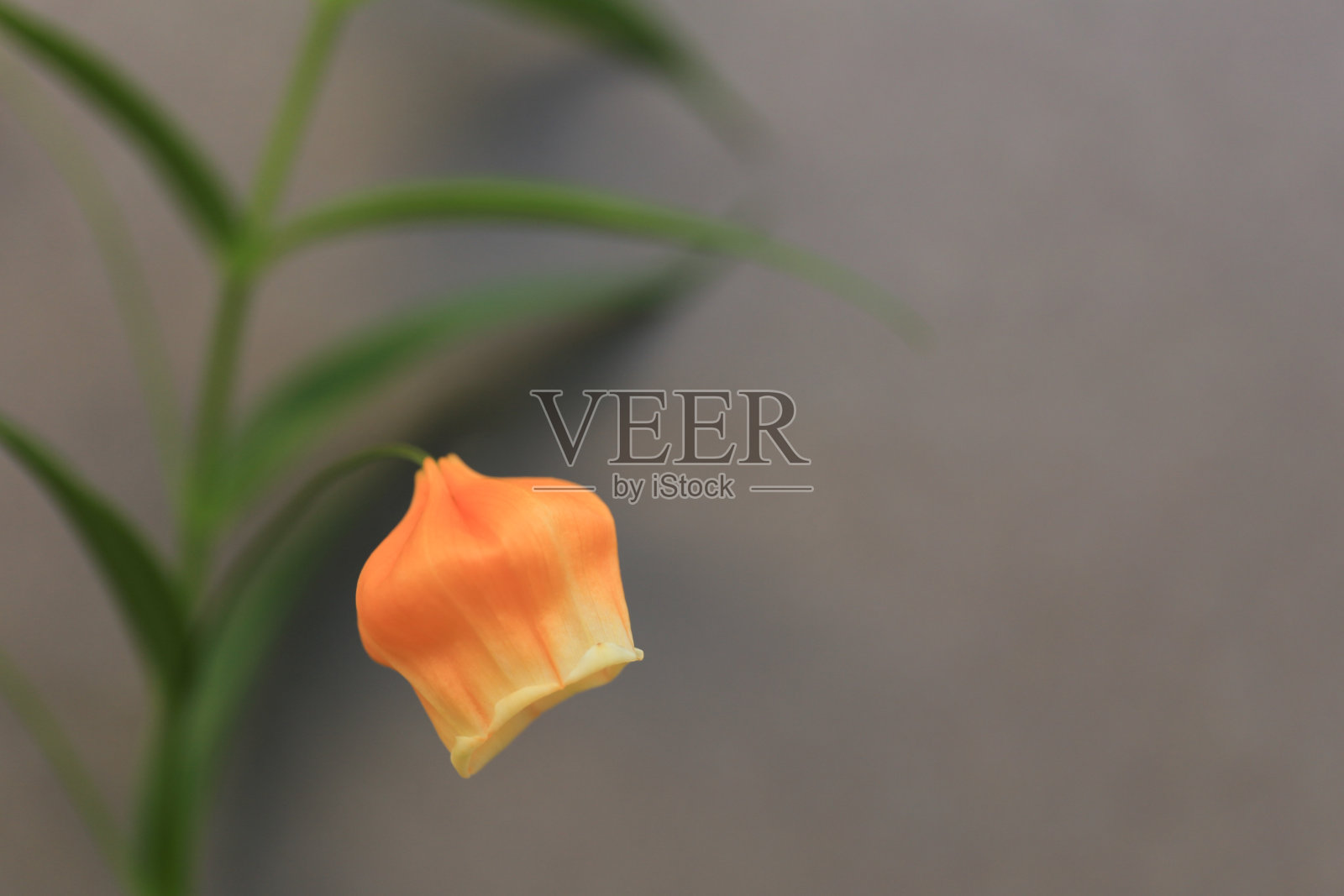 近距离观察橙色金色的桑德尔索妮亚aurantiaca /灯笼百合花与灰色背景照片摄影图片