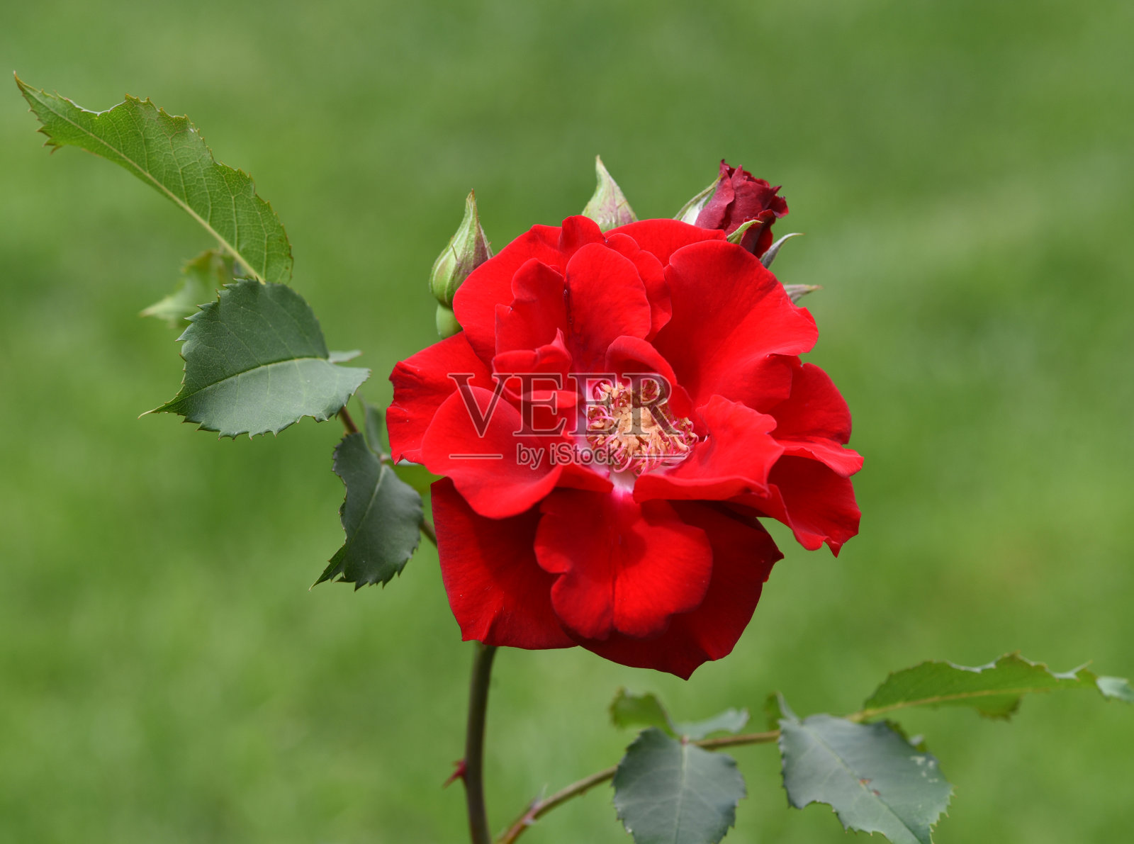 红色玫瑰Korsar照片摄影图片