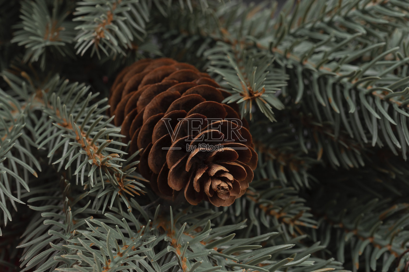 悬挂在树枝上的松果创造了一个传统节日照片摄影图片