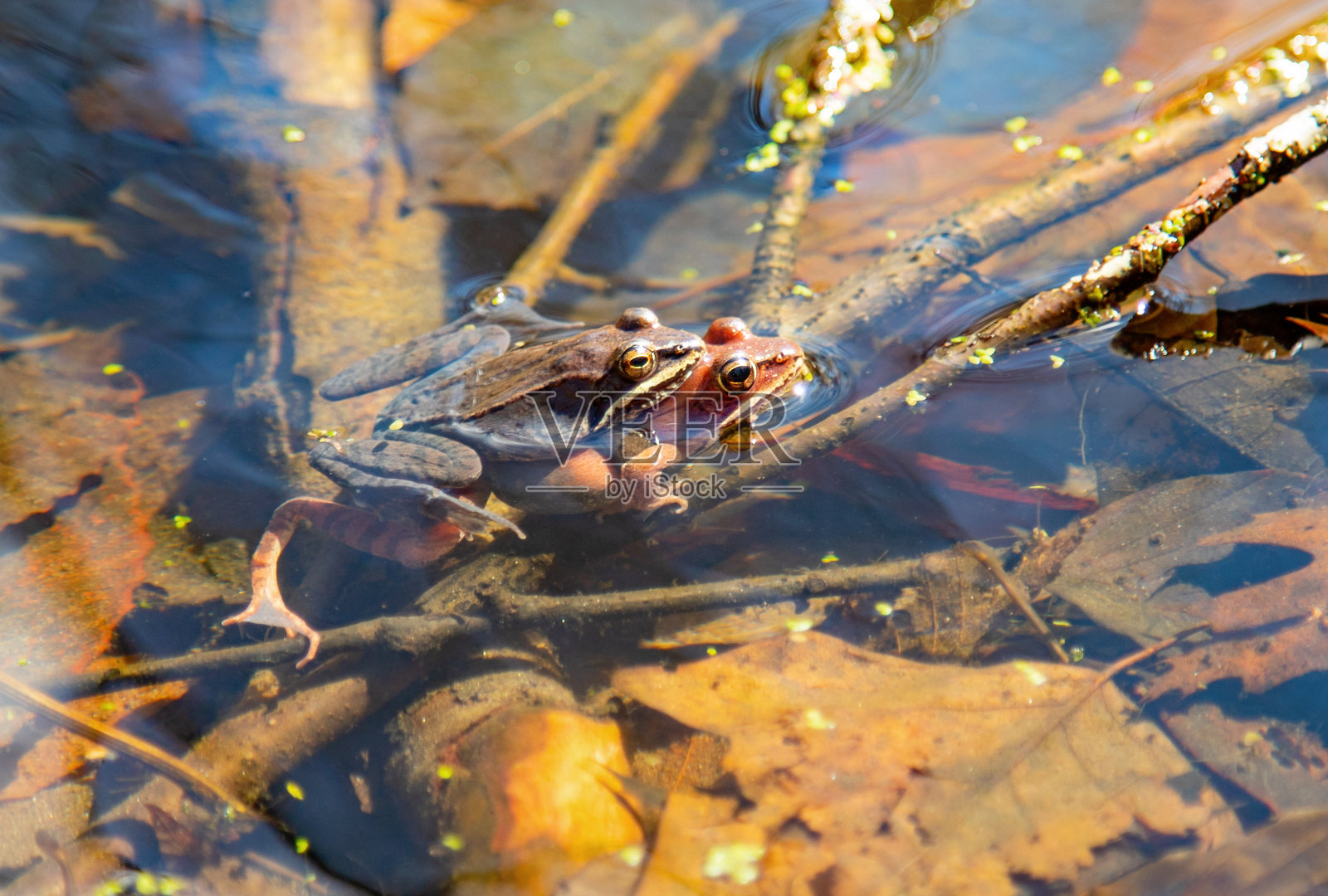 青蛙在池塘里交配照片摄影图片