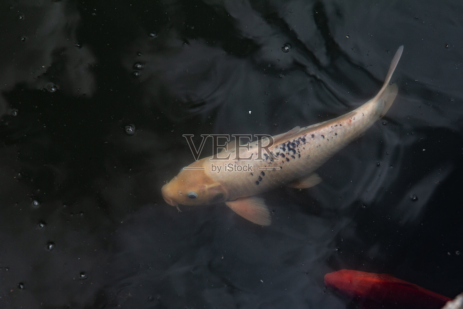 黑色池塘中游动的白色日本锦鲤照片摄影图片