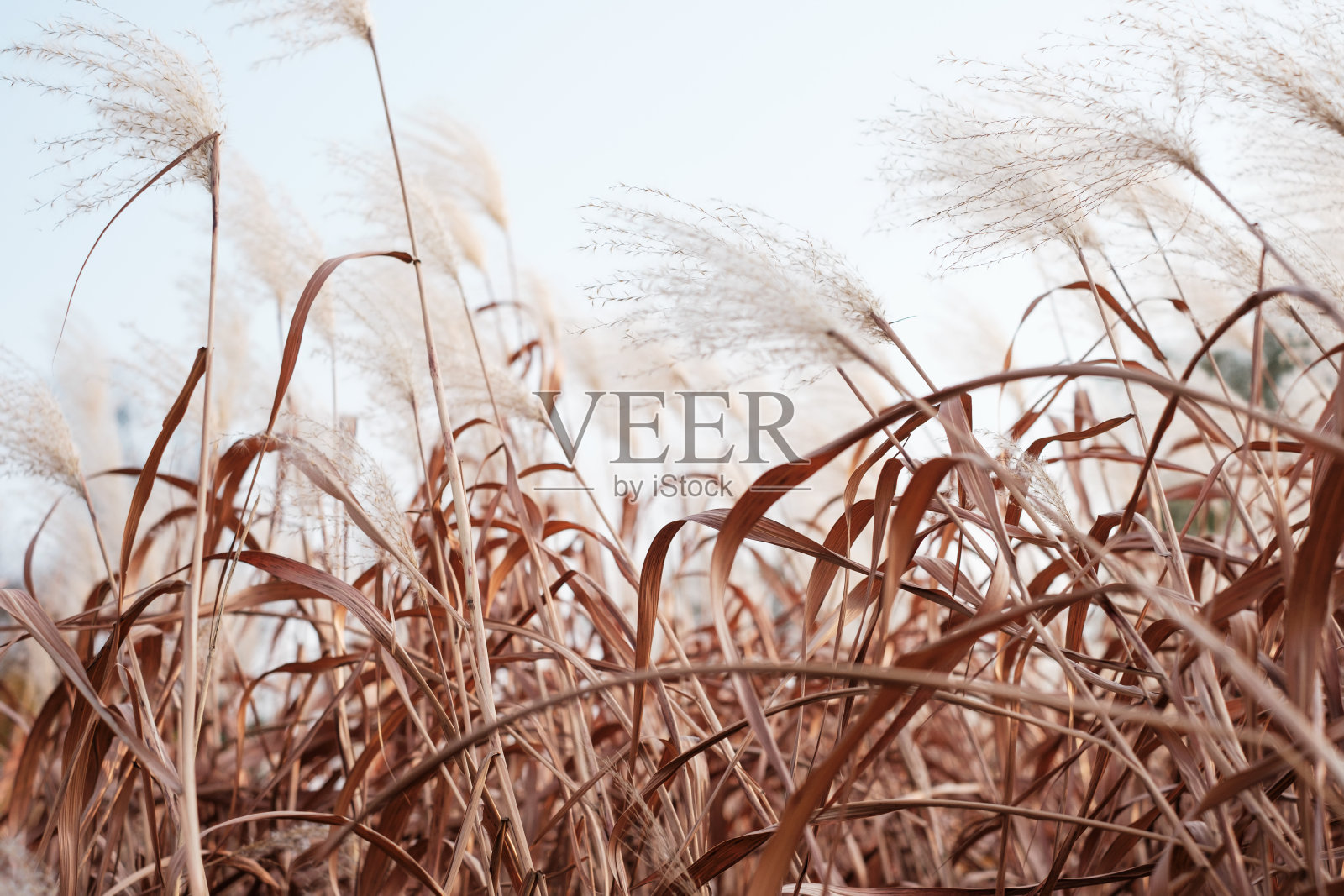 粉红色的蒲苇草特写,自然的纹理和背景。照片摄影图片