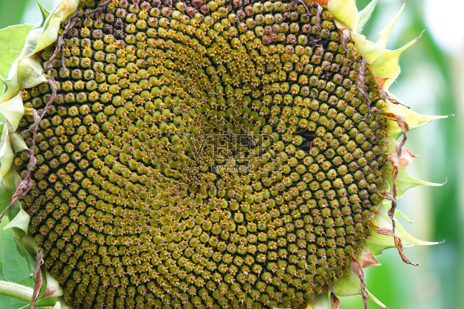 葵花籽的图案展现了大自然的美照片摄影图片