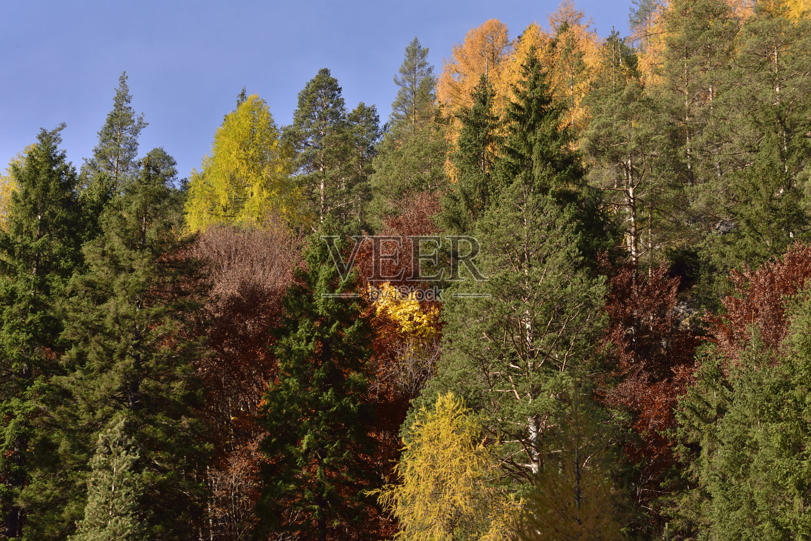 意大利多洛米特的维斯登德山谷,秋天的色彩照片摄影图片