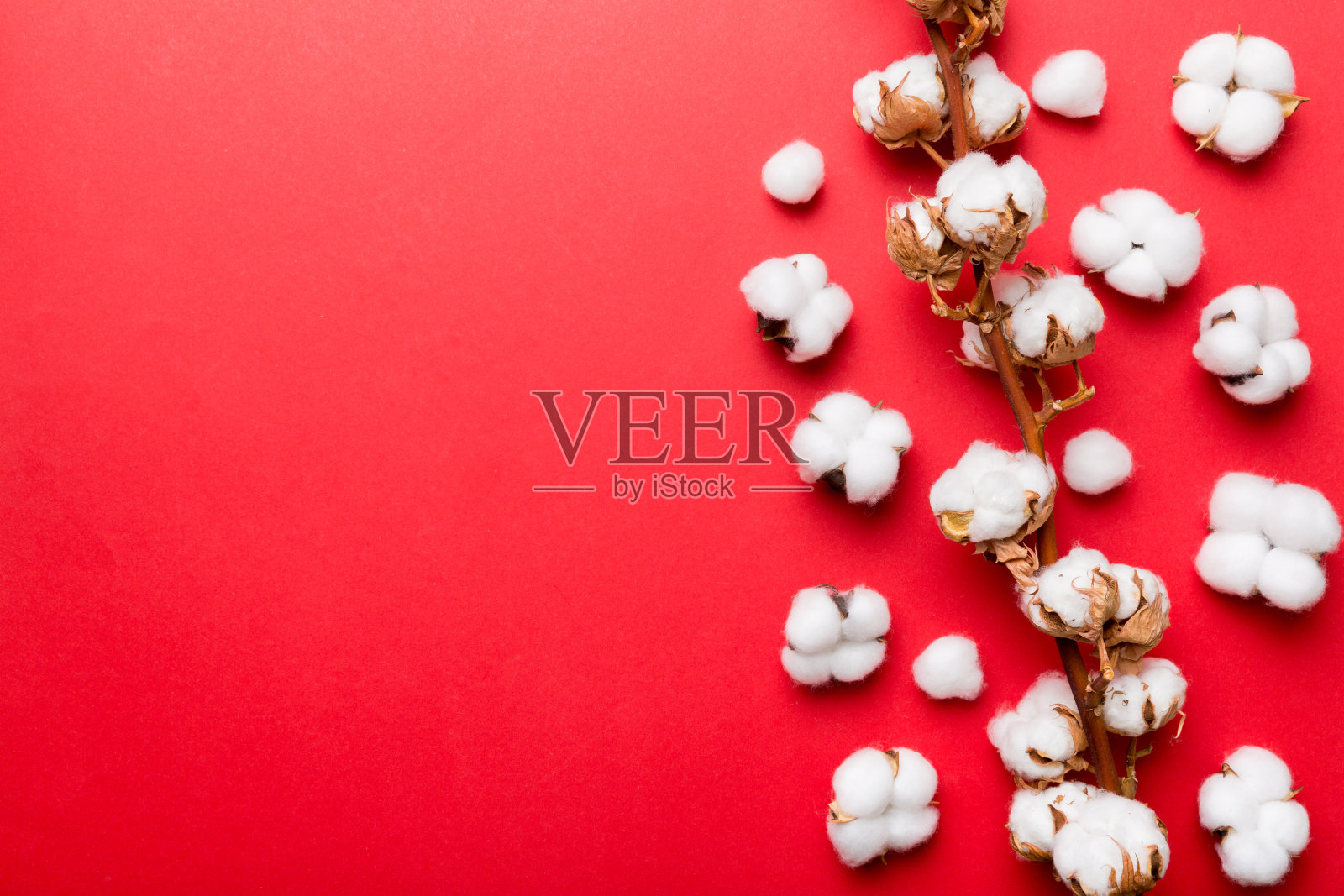 秋天的花组成。干白色蓬松棉花花枝顶部视图彩色桌子与复制空间照片摄影图片